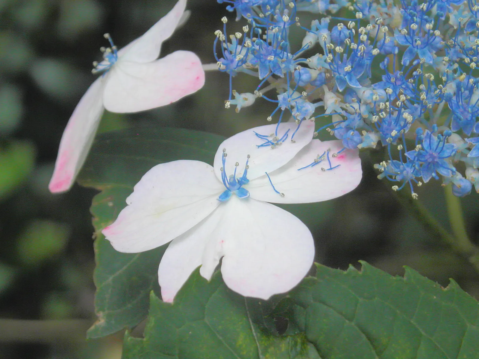 Bigleaf Hydrangea (Hydrangea Macrophylla) — Bigleaf Hydrangeas prefer partial shade; which can span 4 to 12 inches across, image 153