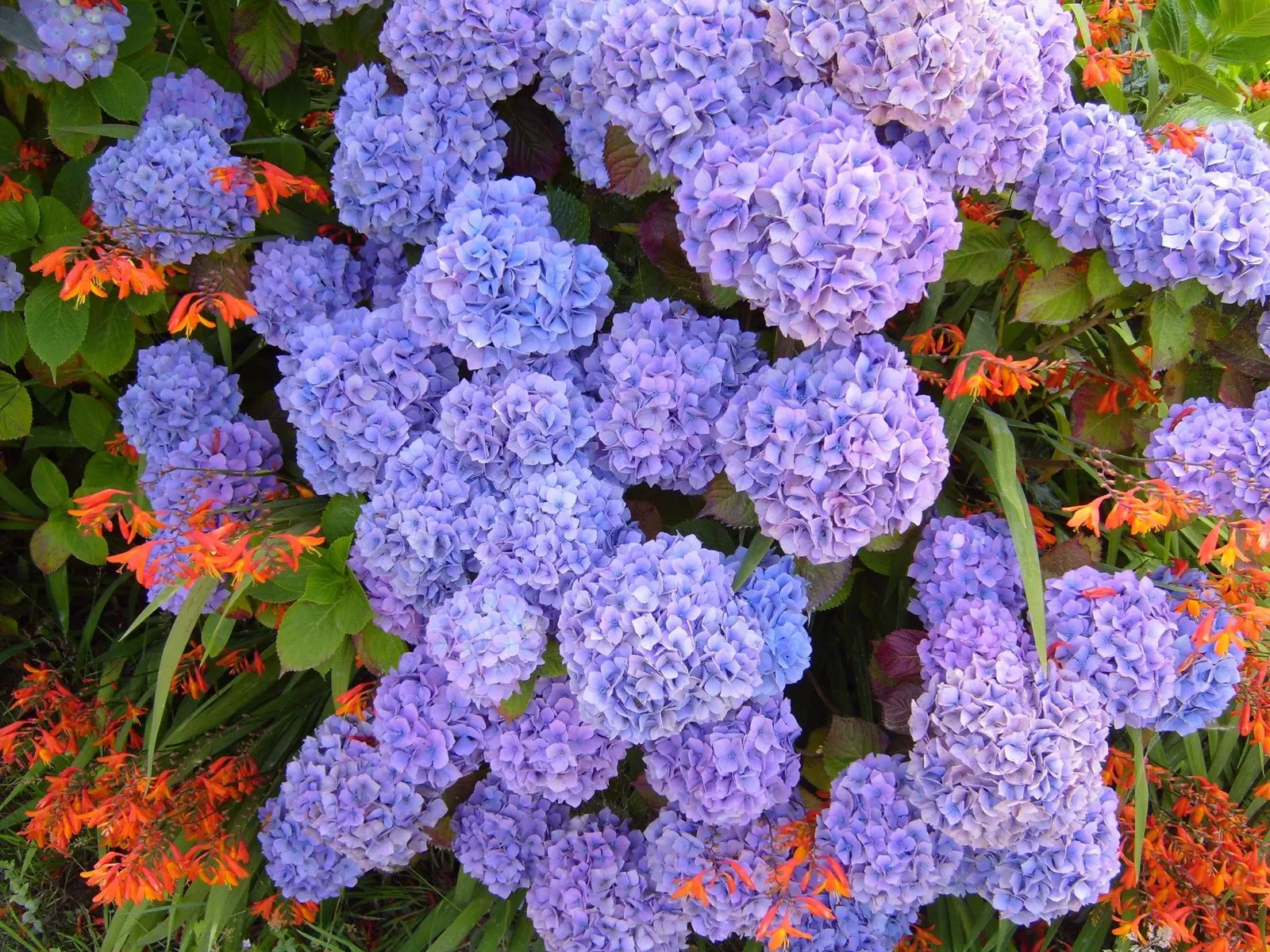 Bigleaf Hydrangea (Hydrangea Macrophylla) — It prefers well-drained, moist soil and thrives in USDA zones 6-9; with colors ranging from pink to, image 142