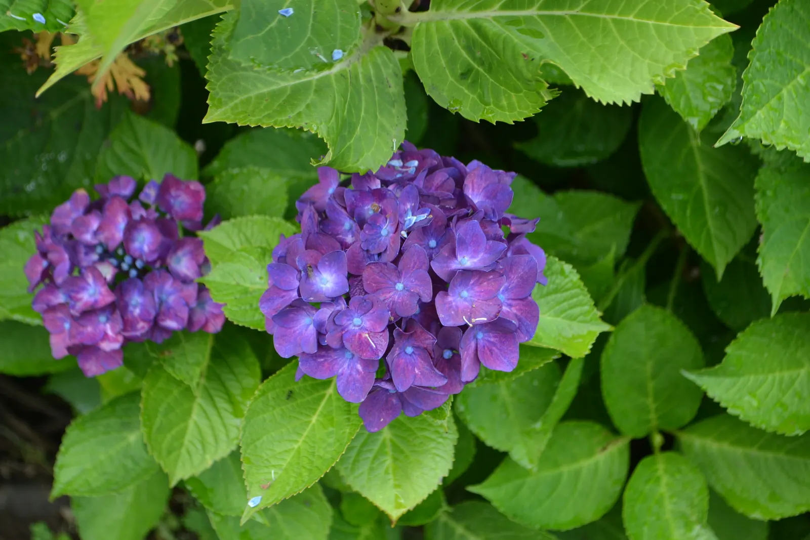 Bigleaf Hydrangea (Hydrangea Macrophylla) — Ideal for partial shade, this deciduous shrub reaches 3-6 feet in height and width; the plant's, image 141
