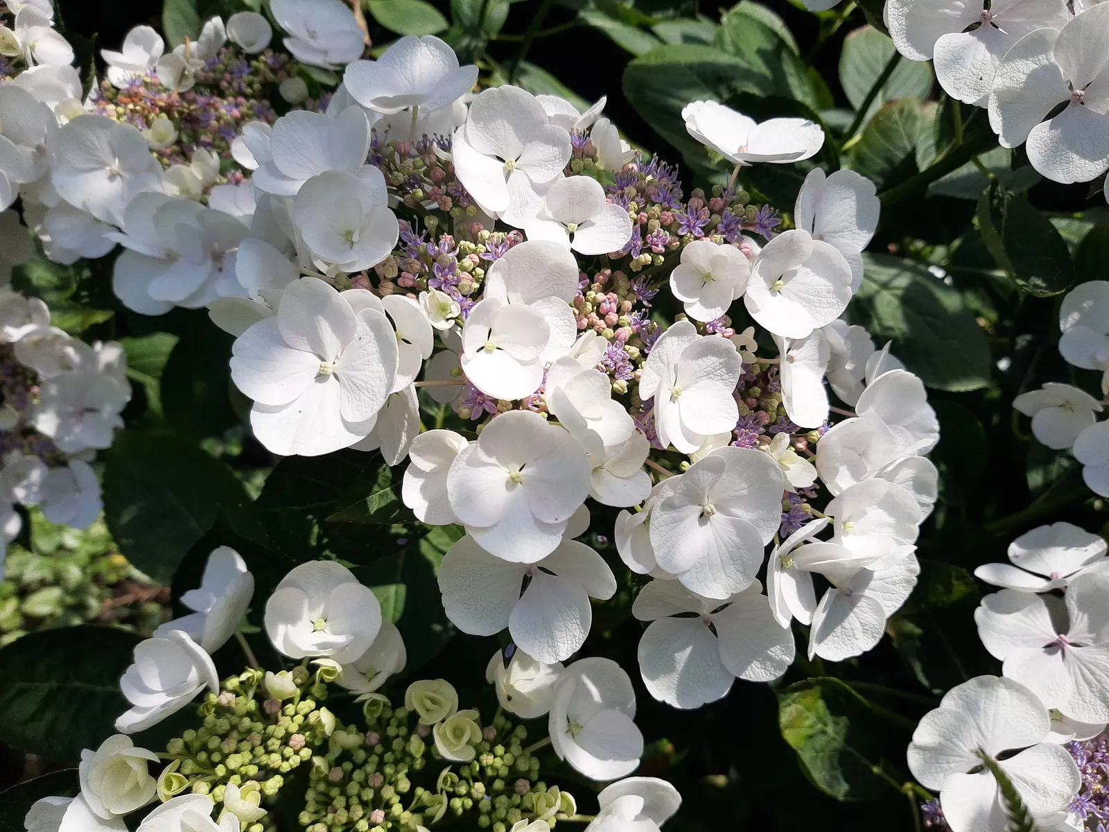 Bigleaf Hydrangea (Hydrangea Macrophylla) — although they can tolerate full sun in cooler climates if they receive adequate moisture; they thrive in, image 131