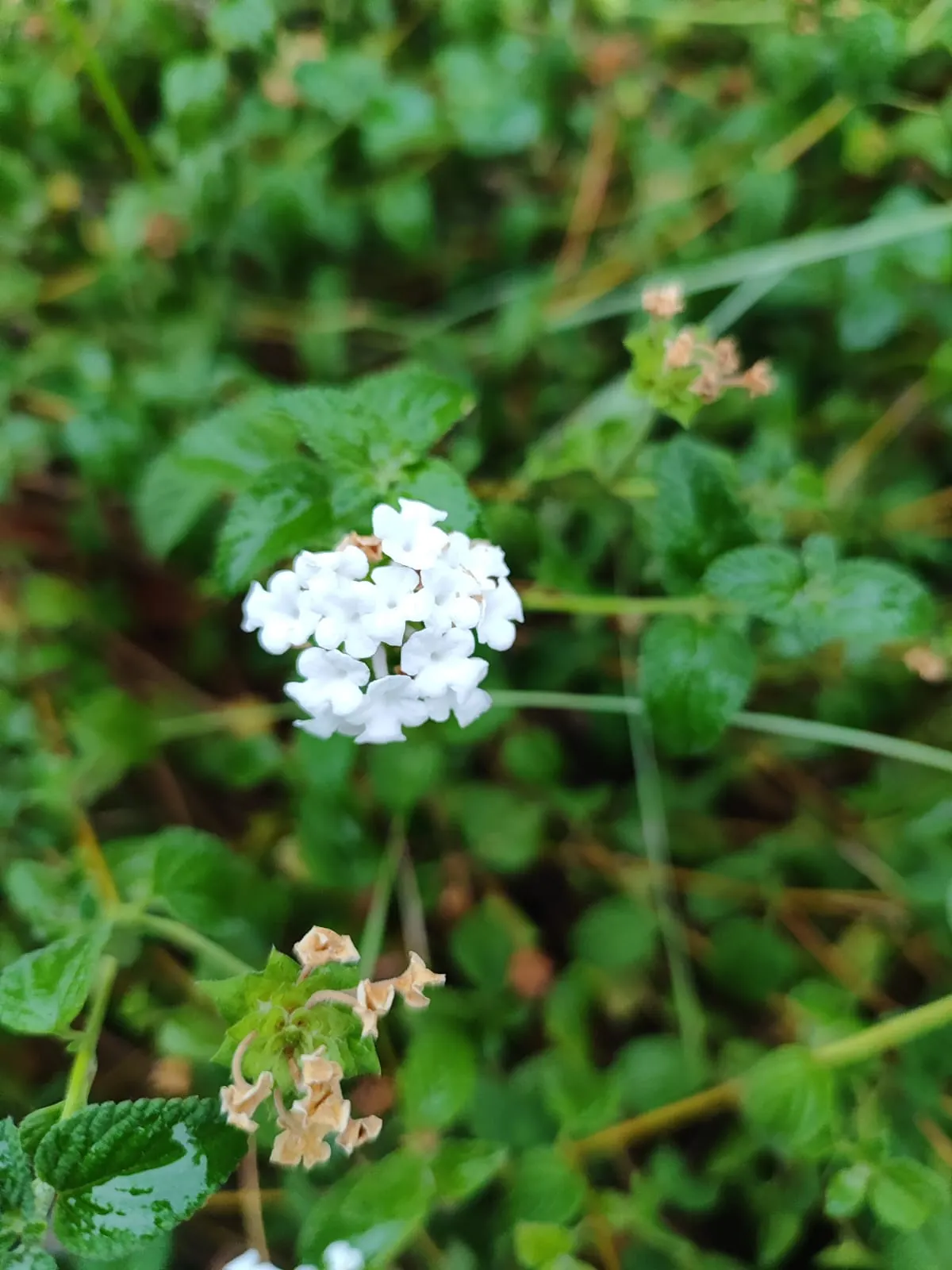 Bigleaf Hydrangea (Hydrangea Macrophylla) — shrub with blue and pink blooms; depending on the soil's pH level - acidic soils yield blue flowers, image 68