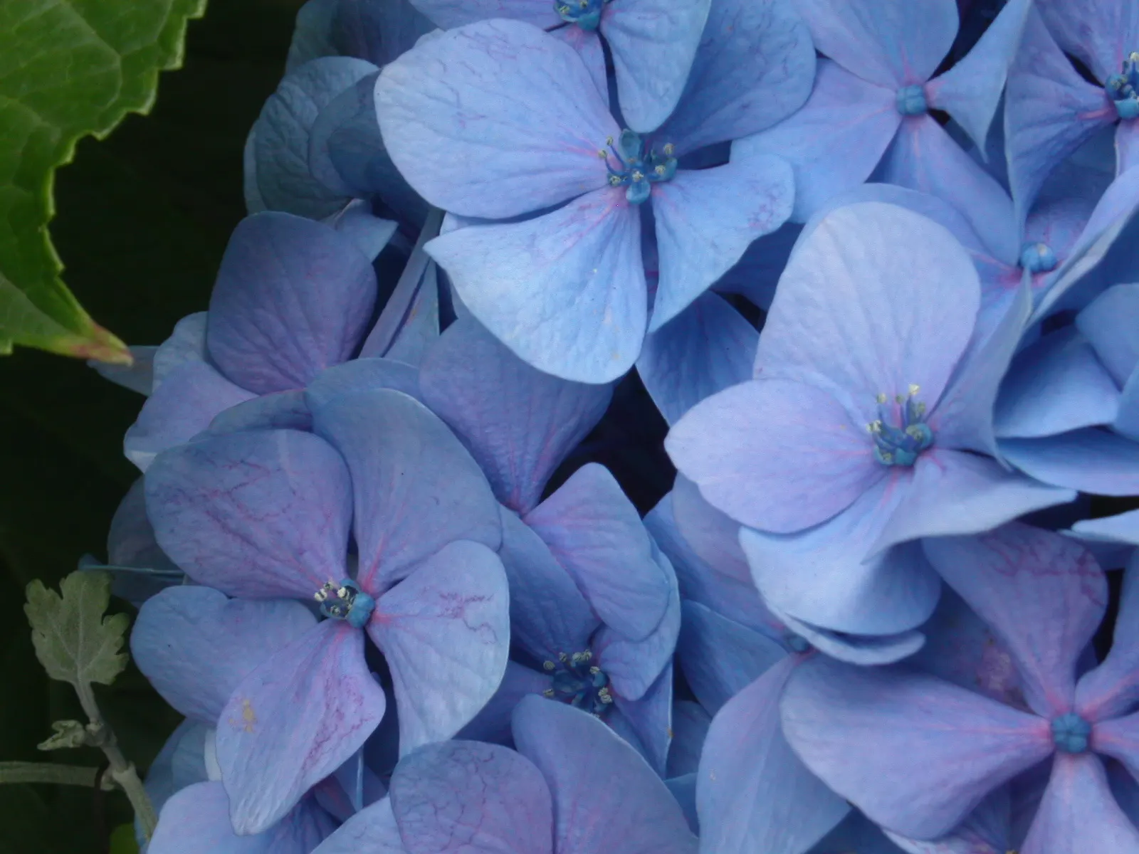 Bigleaf Hydrangea (Hydrangea Macrophylla) — making it a delightful choice for both aesthetics and conversation among garden enthusiasts; shrub with blue and