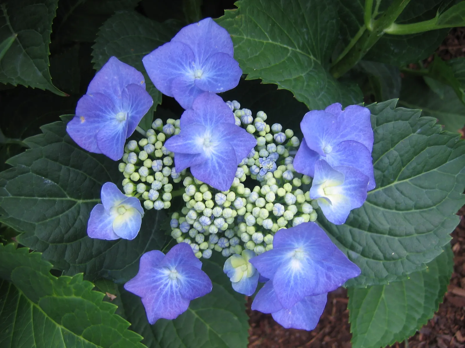 Bigleaf Hydrangea (Hydrangea Macrophylla) — showy blooms up to 12 inches across; it prefers well-drained, moist soil and thrives in USDA zones 6-9, image 93