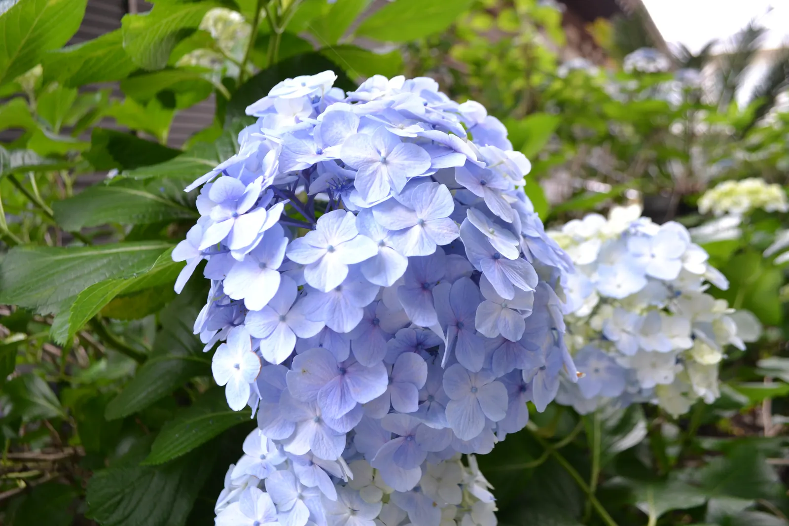 Bigleaf Hydrangea (Hydrangea Macrophylla) — These blooms appear from early summer to fall; is an enchanting flowering shrub that stands out as a versatile and