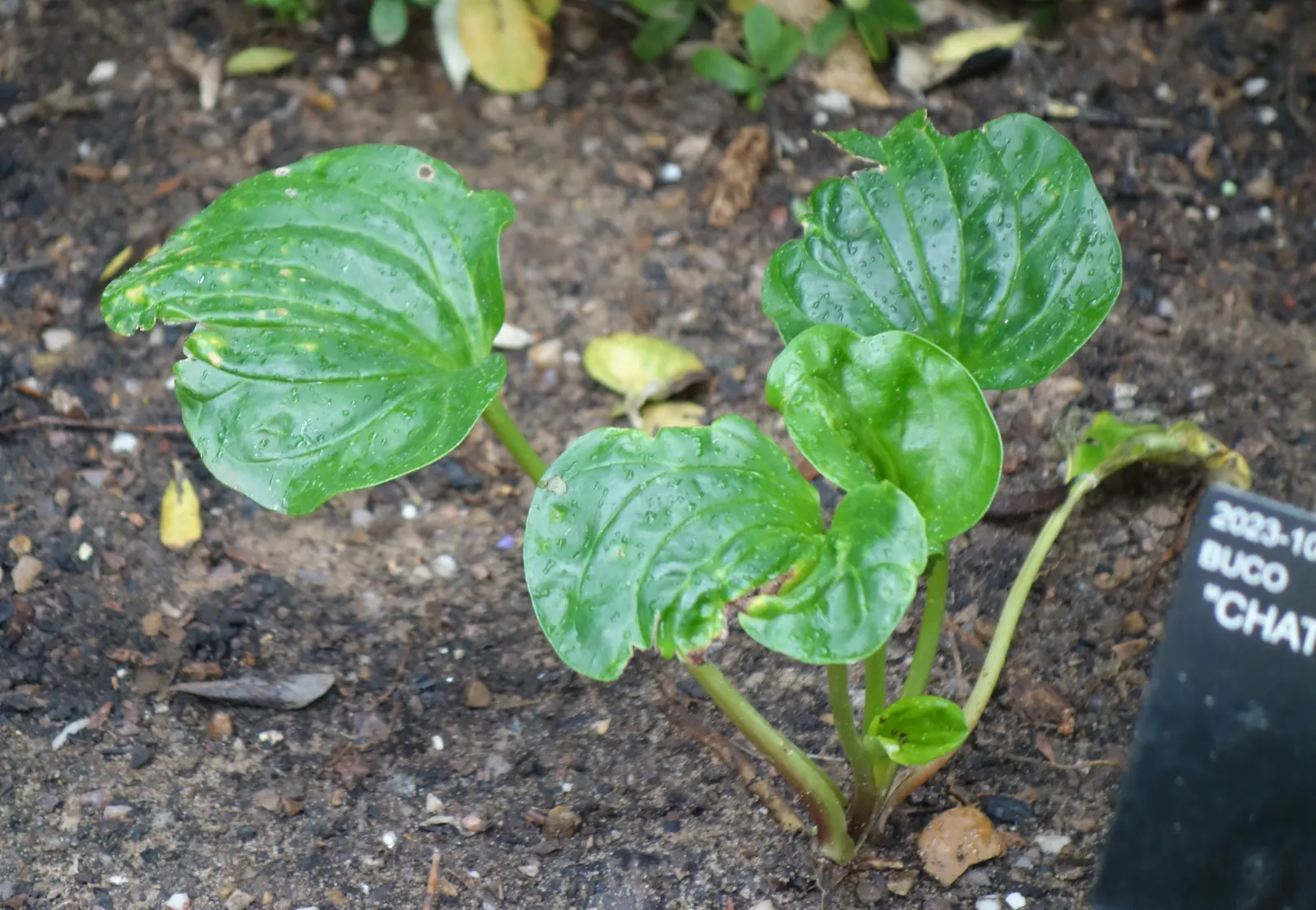 Bigleaf Hydrangea (Hydrangea Macrophylla) — although they can tolerate full sun in cooler climates if they receive adequate moisture