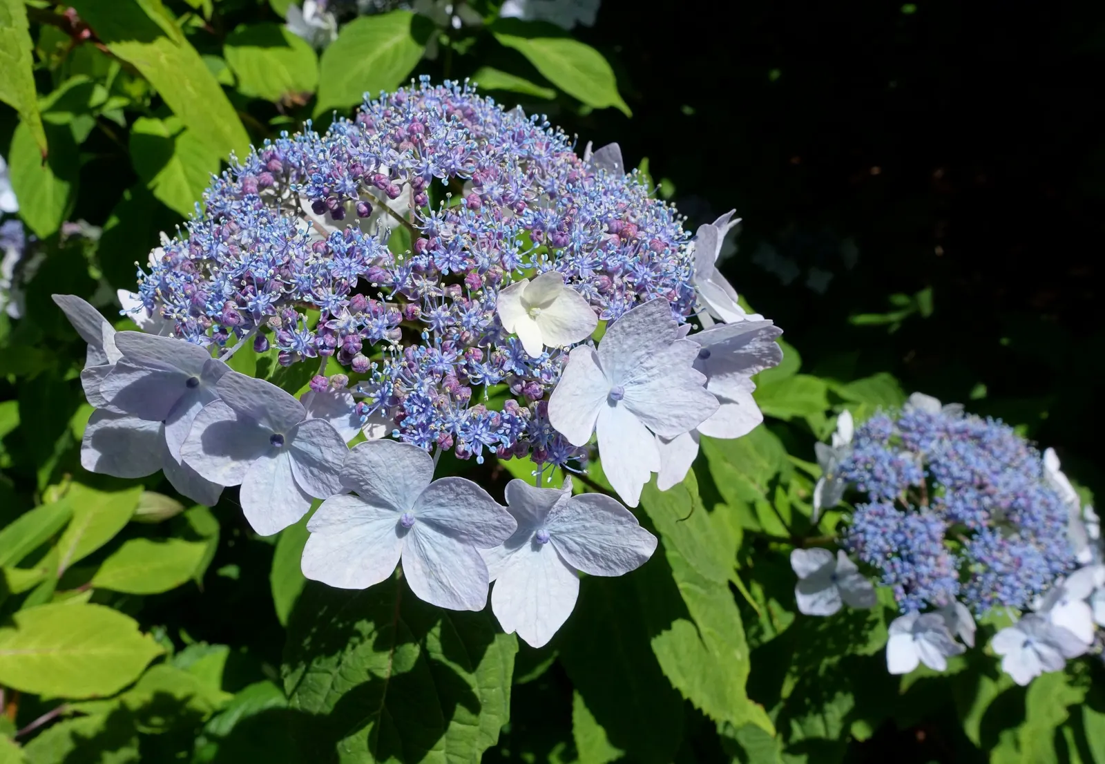 Bigleaf Hydrangea (Hydrangea Macrophylla) — displaying hues that range from deep blue to pink, image 173