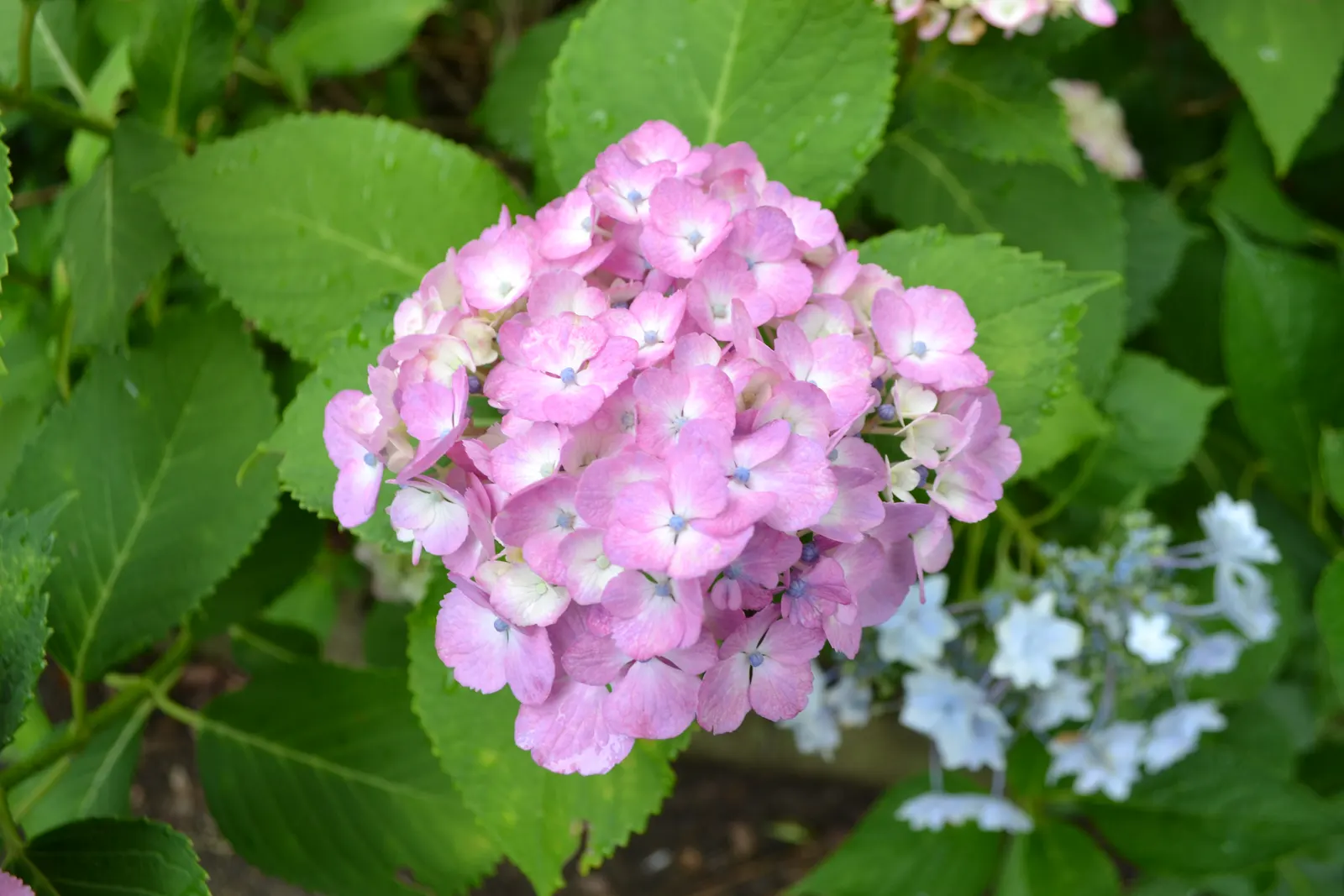 Bigleaf Hydrangea (Hydrangea Macrophylla) — depending on the soil's pH level - acidic soils yield blue flowers; and it requires moderate maintenance