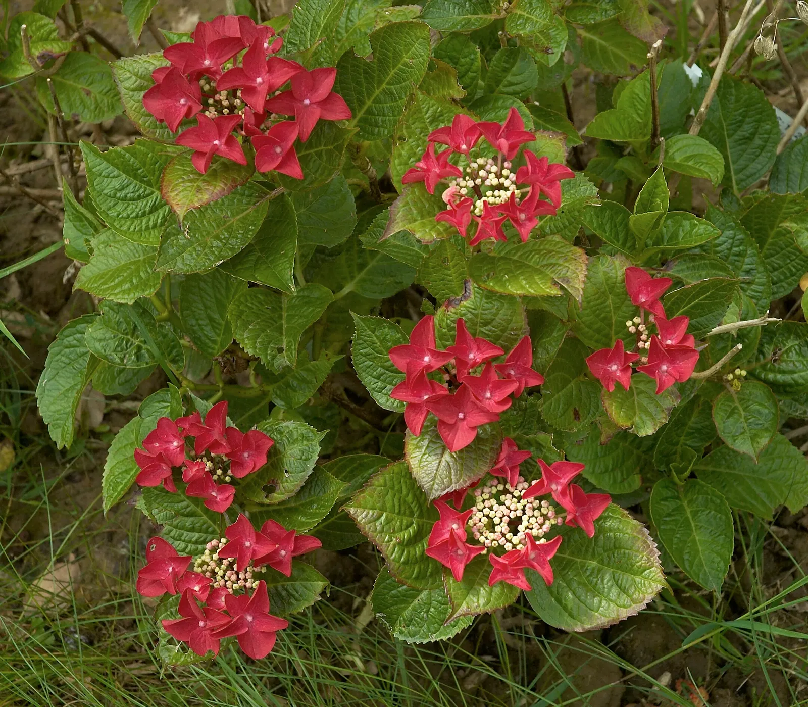 Bigleaf Hydrangea (Hydrangea Macrophylla) — displaying hues that range from deep blue to pink, image 104