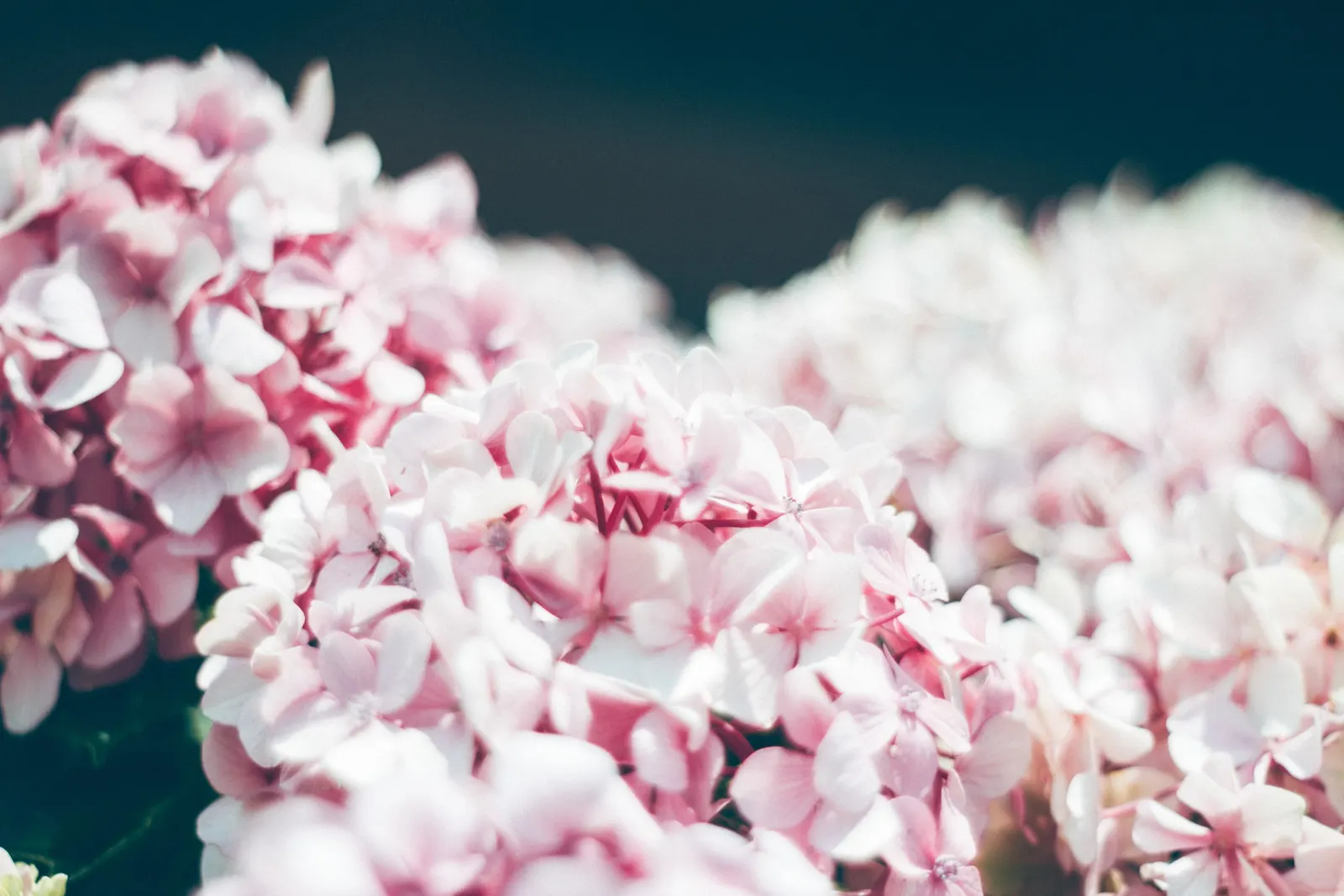 Bigleaf Hydrangea (Hydrangea Macrophylla) — shrub for half or shade; making it a delightful choice for both aesthetics and conversation among, image 161