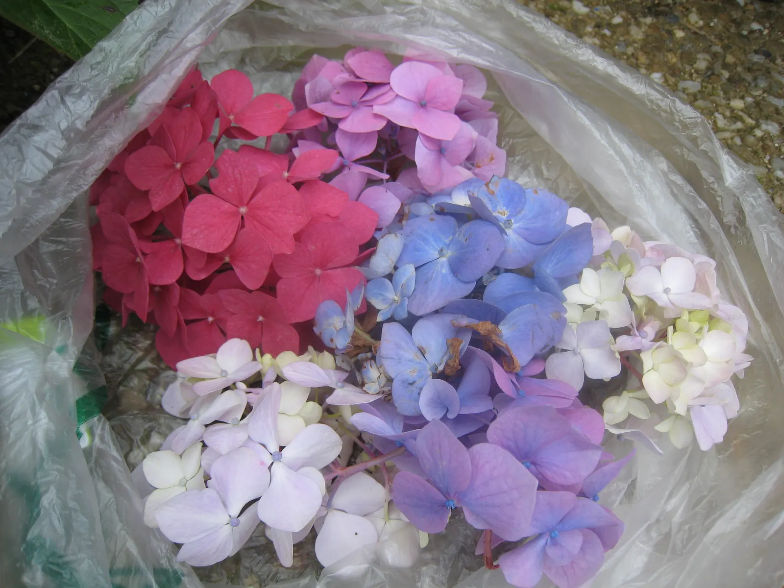 Bigleaf Hydrangea (Hydrangea Macrophylla) — broad leaves that can reach up to 6 inches in length; shrub for half or shade, image 53