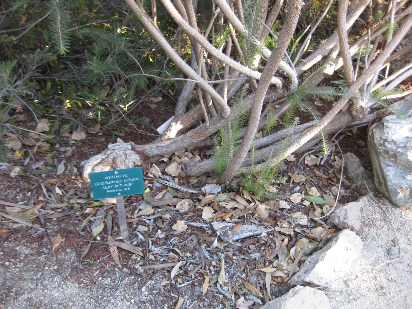 Silky Net Bush (Calothamnus Villosus) — Perfect for adding texture and a splash of color to low-maintenance gardens