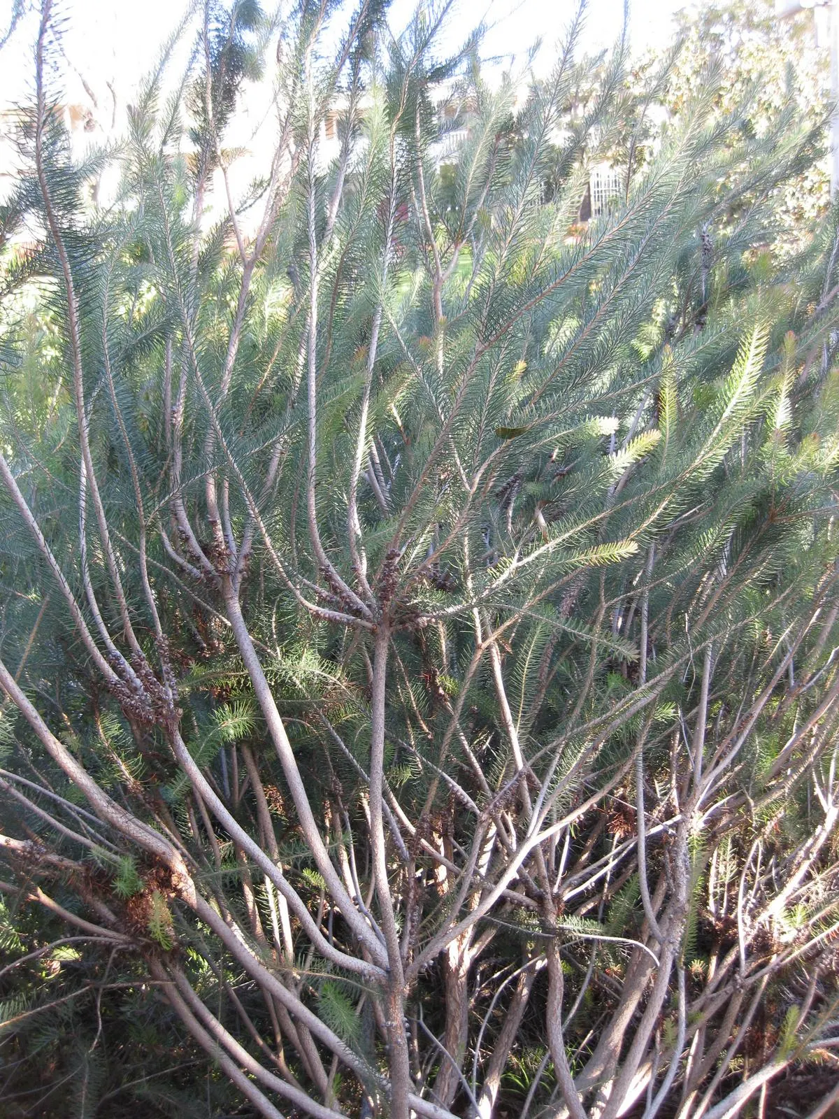 Silky Net Bush (Calothamnus Villosus) — featuring needle-like leaves and vibrant red flowers which attract birds and insects