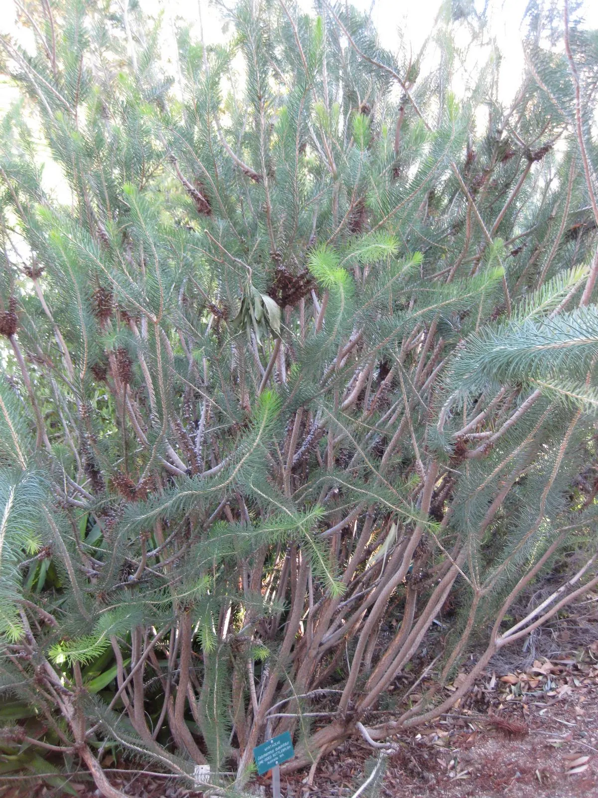 Silky Net Bush (Calothamnus Villosus) — This hardy plant thrives in well-drained soils and full sun, requiring minimal water once established