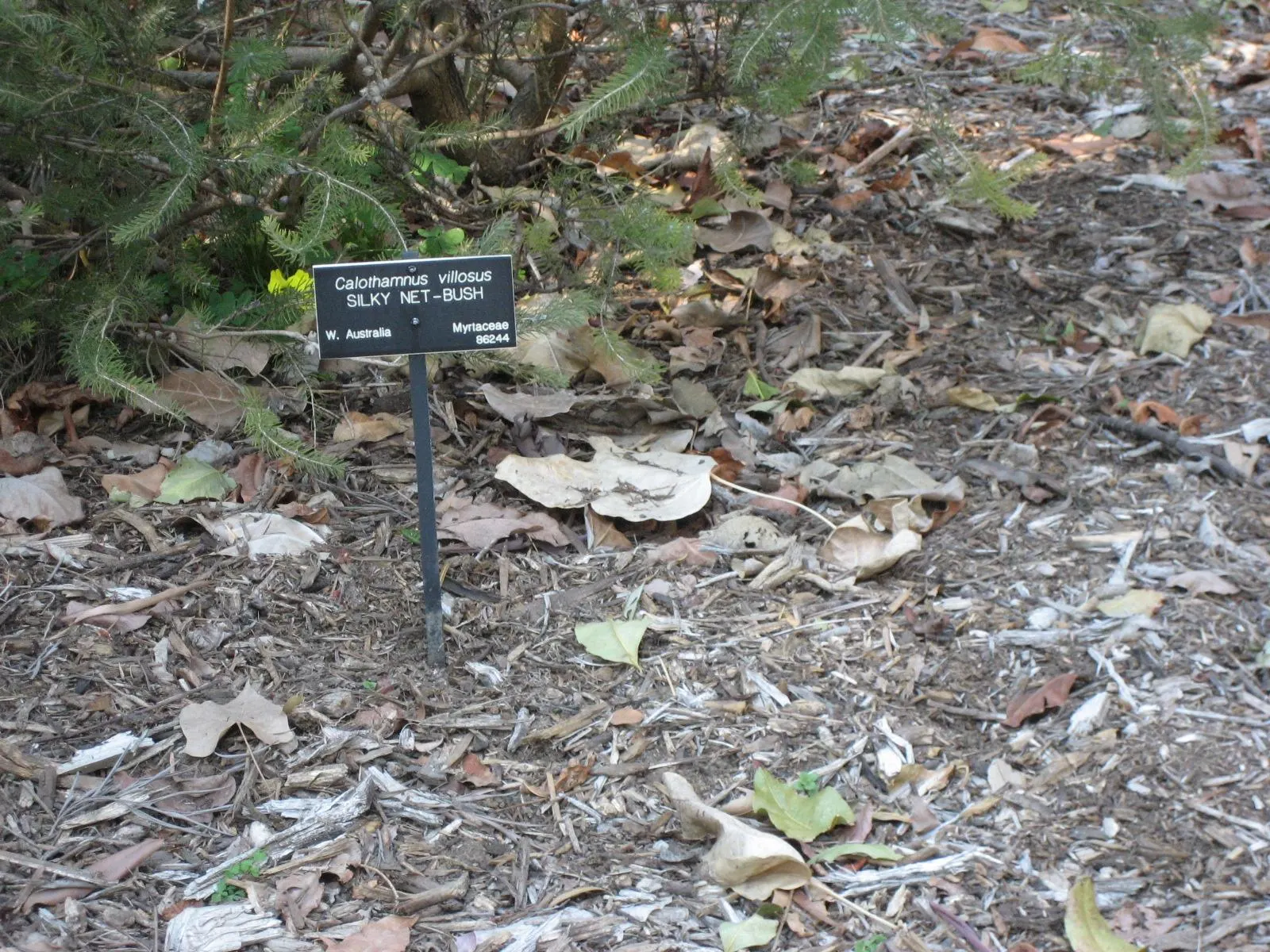 Silky Net Bush (Calothamnus Villosus) — It reaches up to 6 feet in height and 5 feet in width
