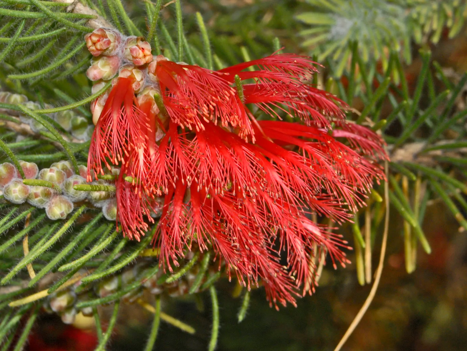 Silky Net Bush (Calothamnus Villosus) — commonly referred to as Silky Net Bush