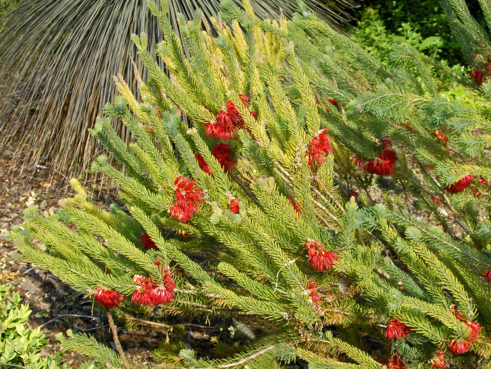 Silky Net Bush (Calothamnus Villosus) — Silky Net Bush (Calothamnus villosus) is an evergreen shrub native to Australia, ideal for xeriscaping