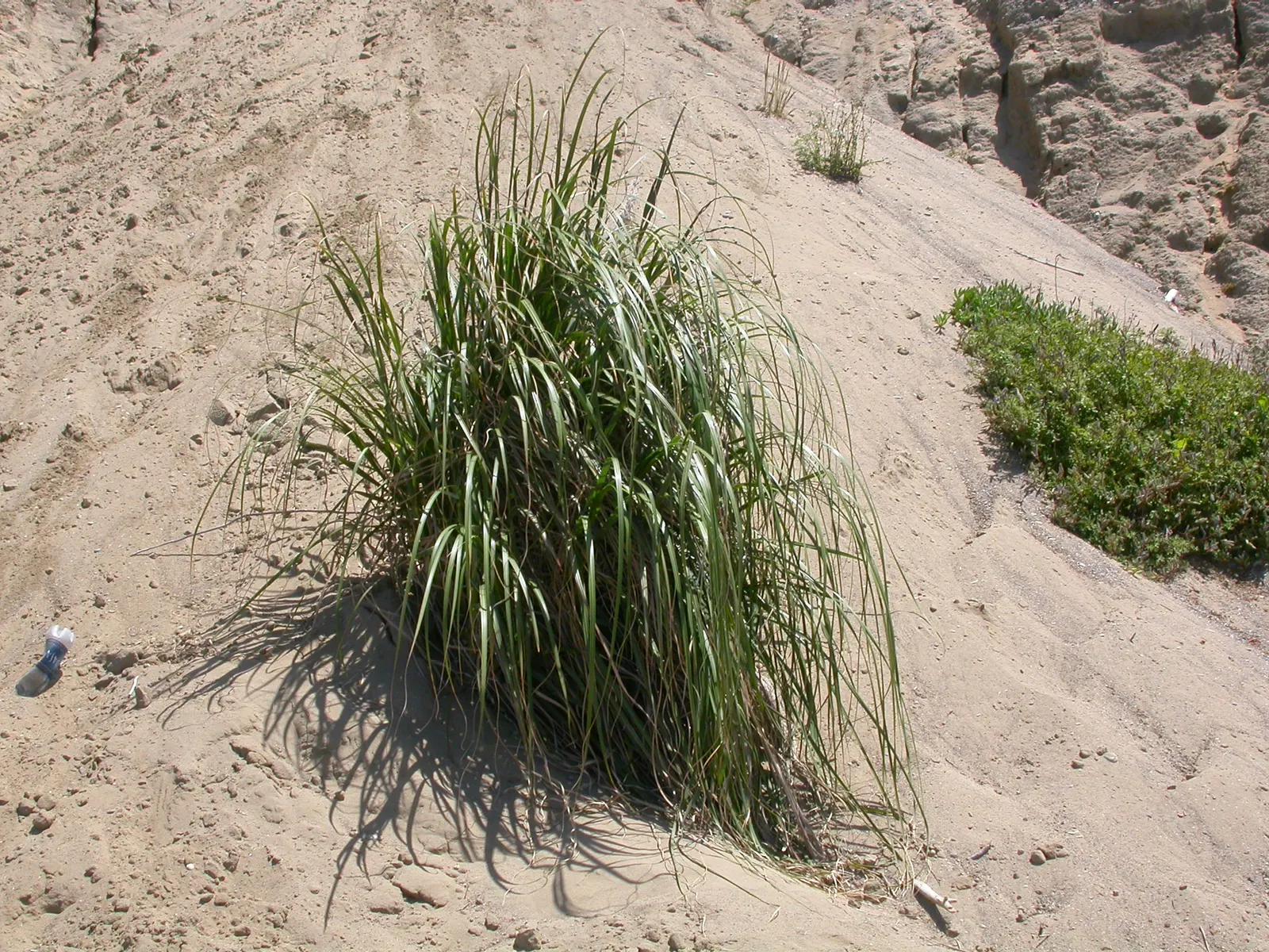 Giant Wild Rye (Leymus Condensatus) — Ideal for large-scale landscapes
