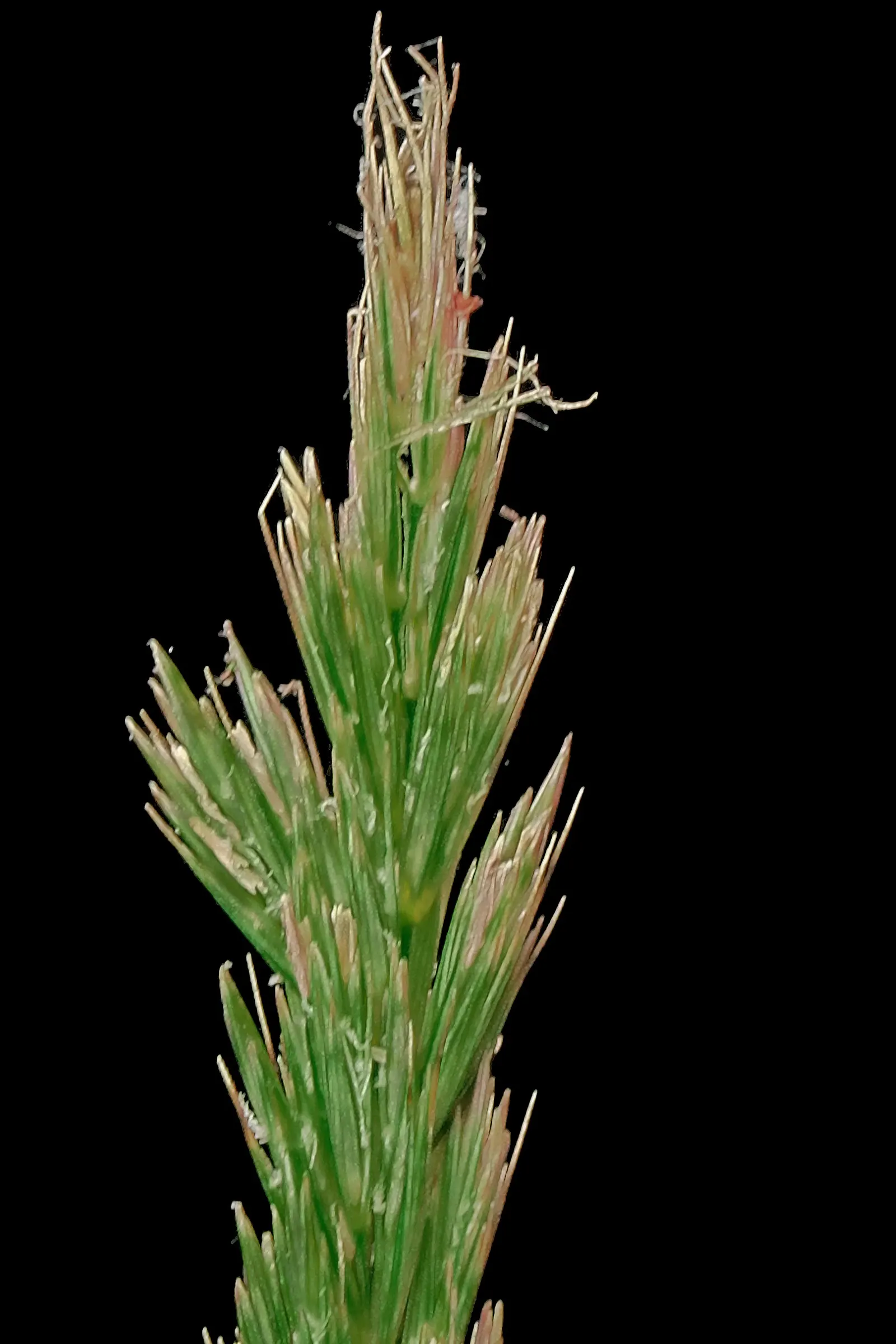 Giant Wild Rye (Leymus Condensatus) — It flourishes in full sun and tolerates drought, requiring minimal care once established