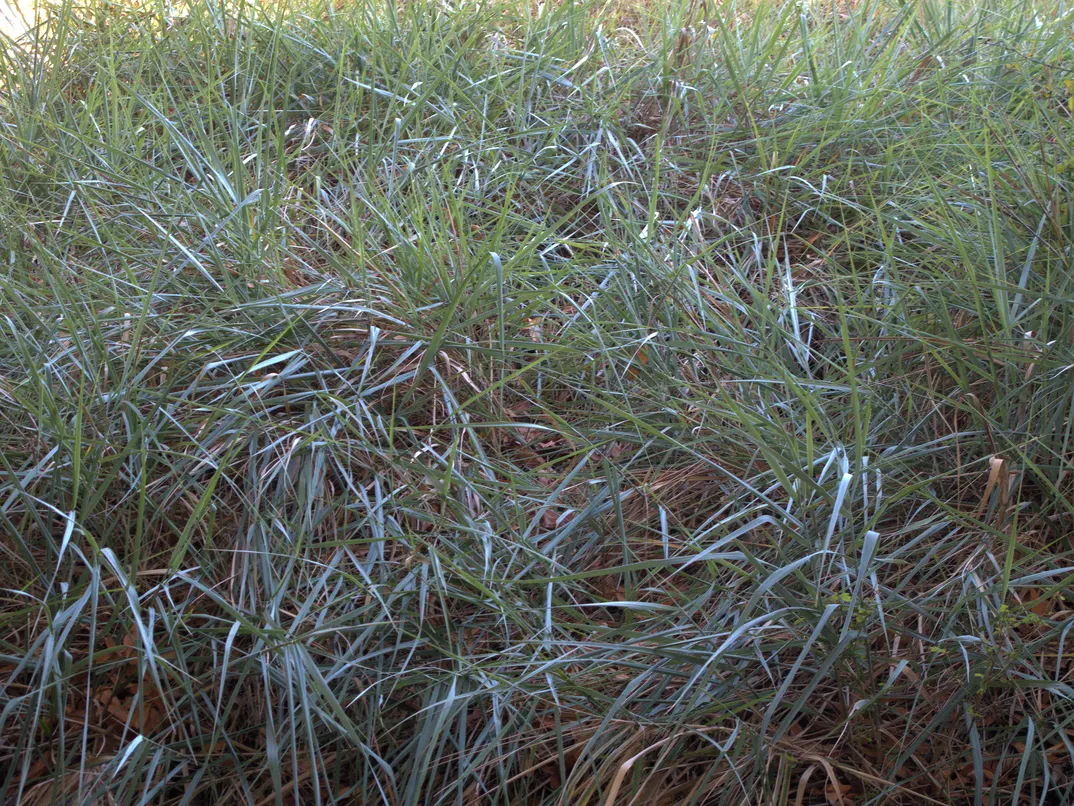 Giant Wild Rye (Leymus Condensatus) — Blue-green blades form dense clumps, offering erosion control and habitat for wildlife