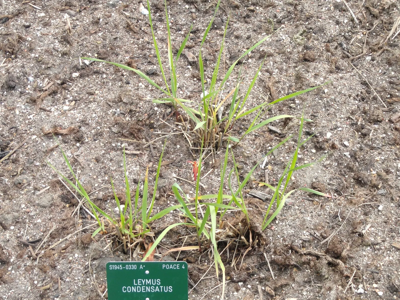Giant Wild Rye (Leymus Condensatus) — The Giant Wild Rye, Leymus condensatus, is a robust perennial grass, reaching up to 8 ft tall and 6 ft wide