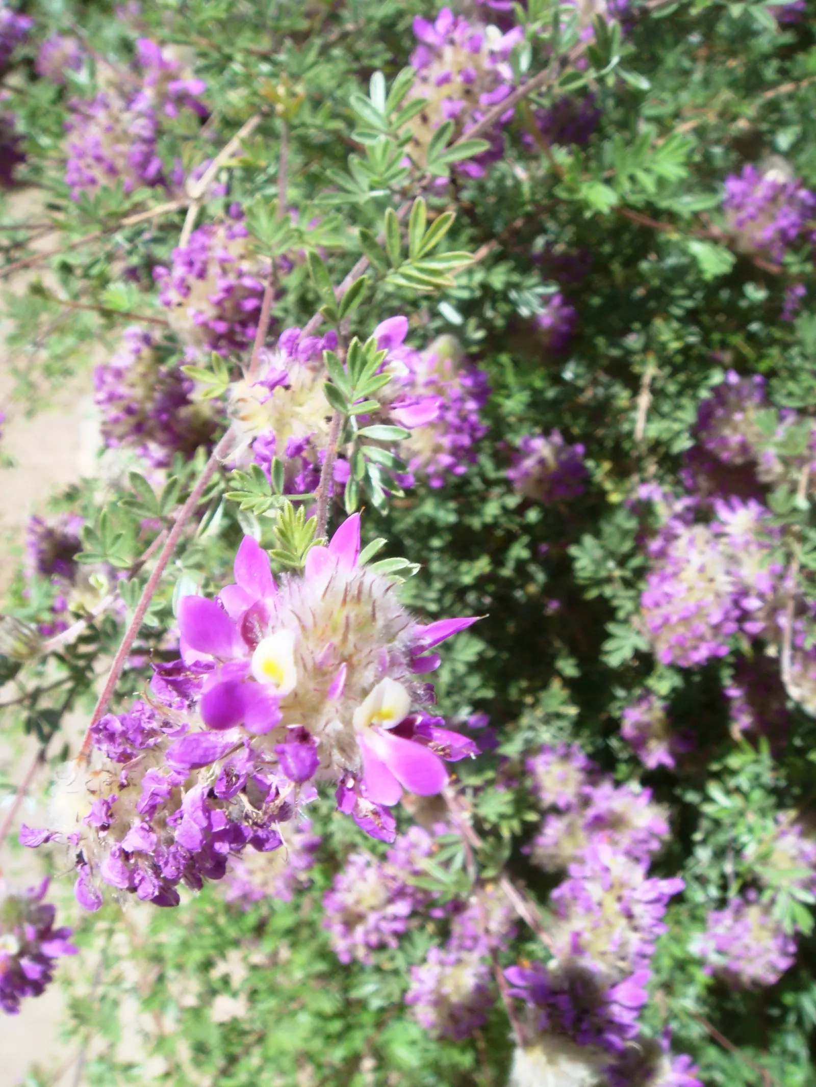 Black Dalea (Dalea Frutescens) — deciduous shrub that offers an elegant solution to landscapes seeking resilience and visual appeal