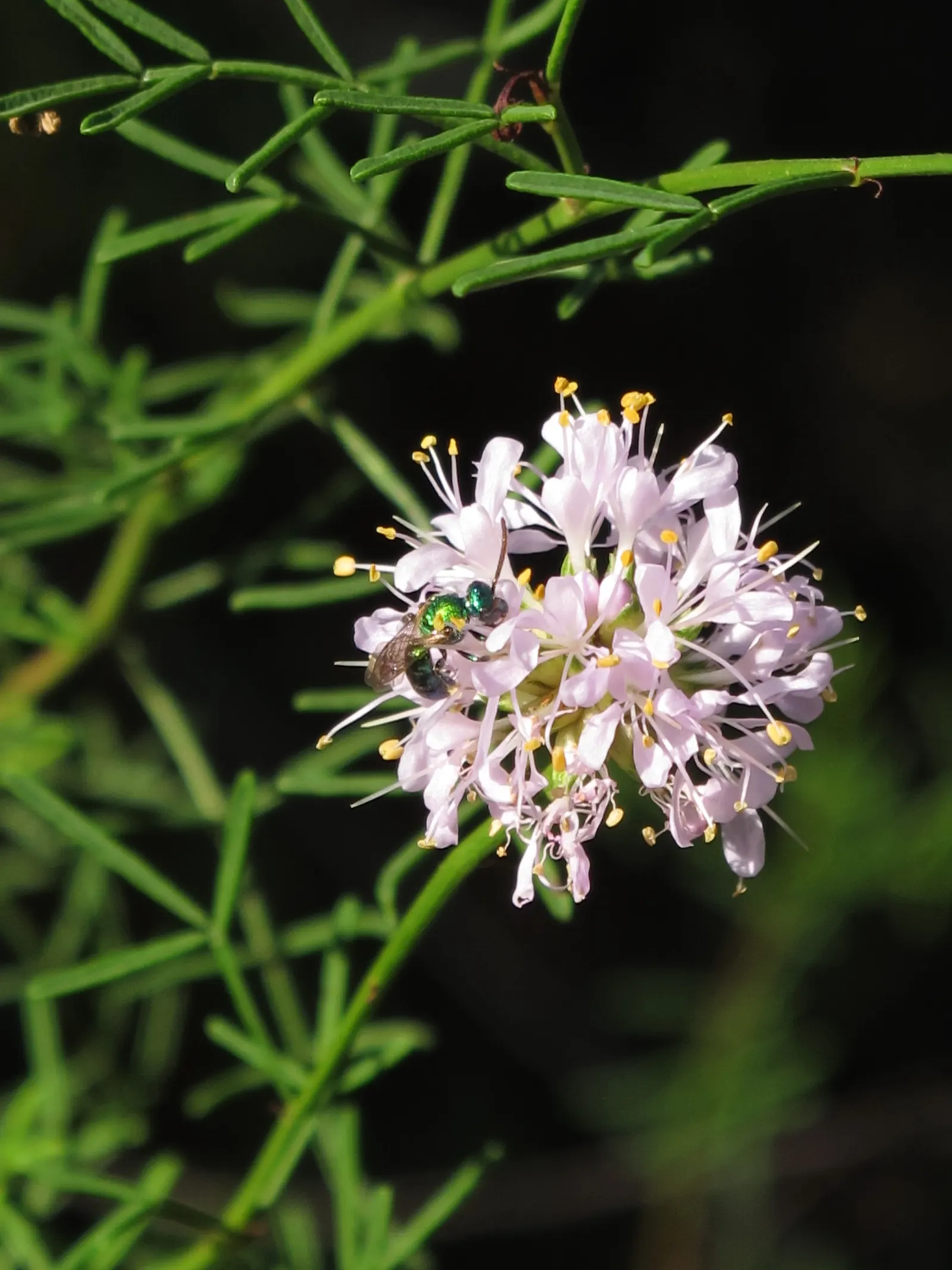 Black Dalea (Dalea Frutescens) — This drought-tolerant native prefers full sun and well-draining soils