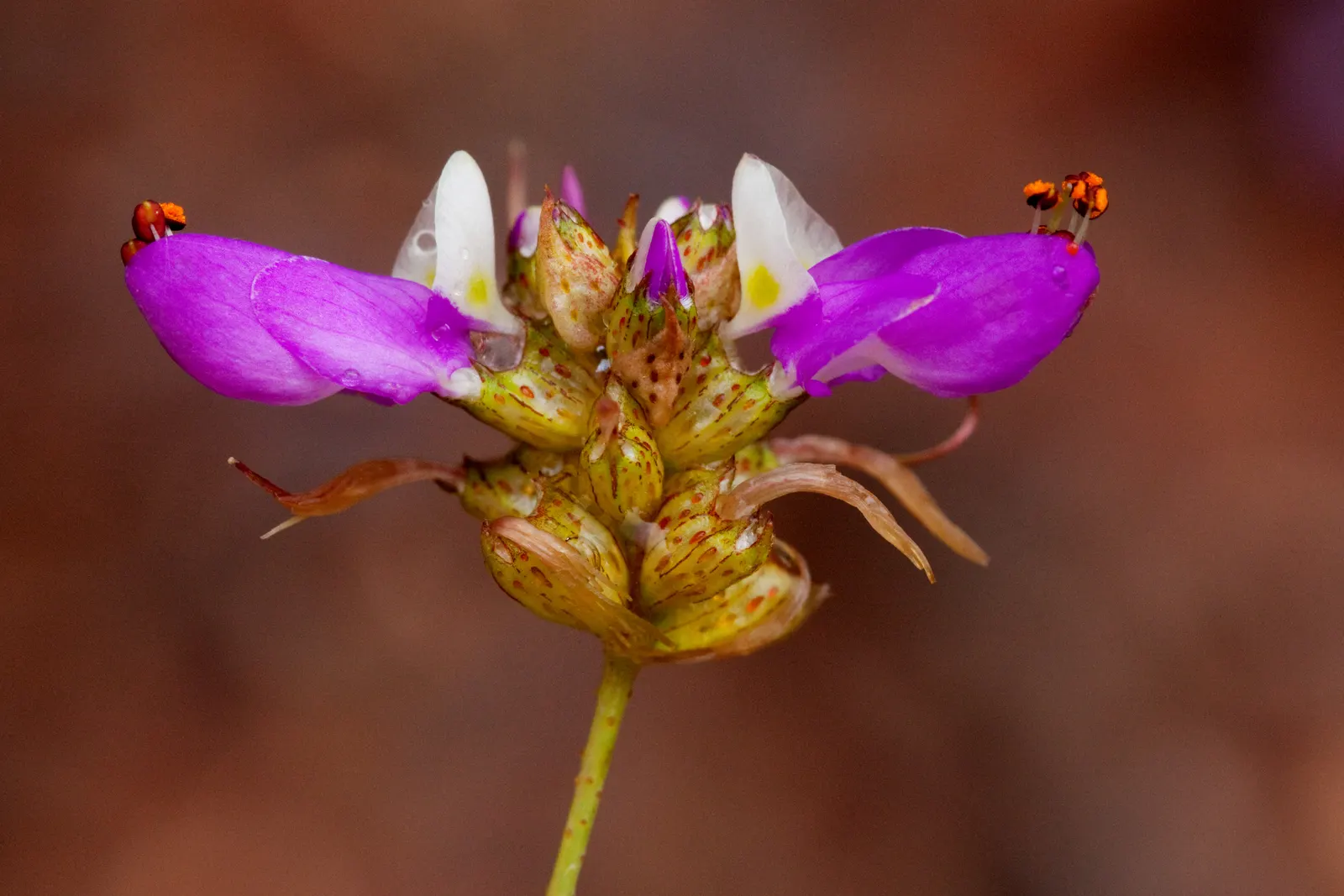 Black Dalea (Dalea Frutescens) — The Black Dalea (Dalea frutescens)