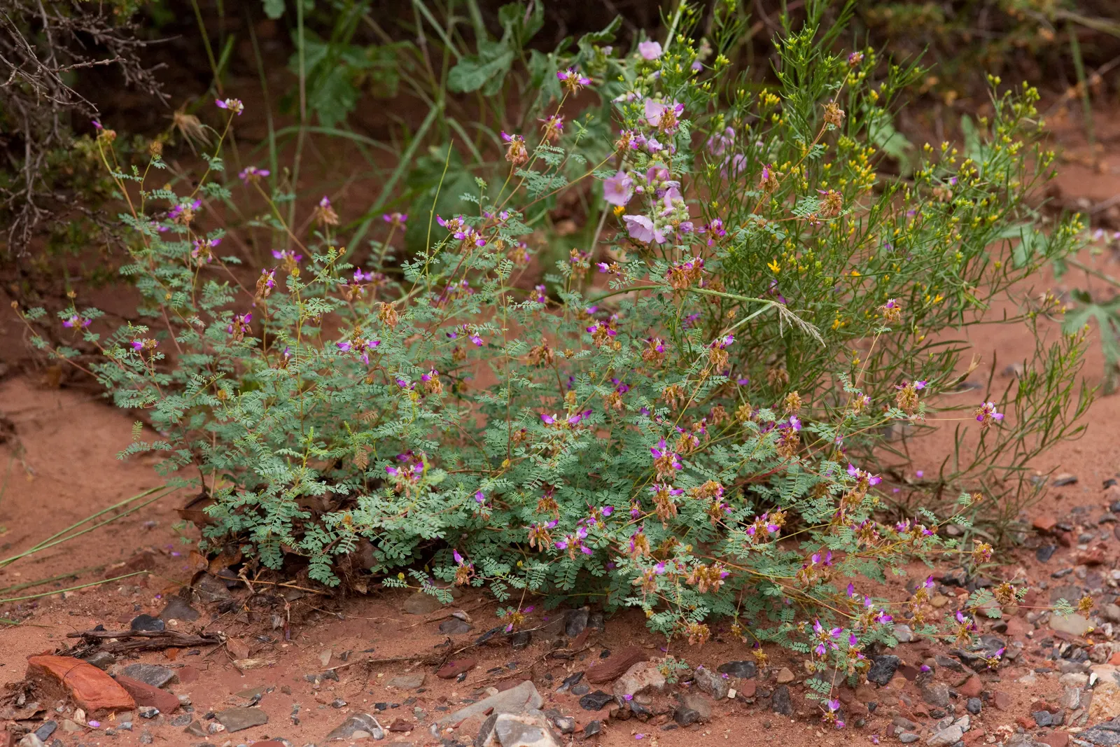 Black Dalea (Dalea Frutescens) — it‚Äôs low maintenance and adds rich color contrast to the landscape