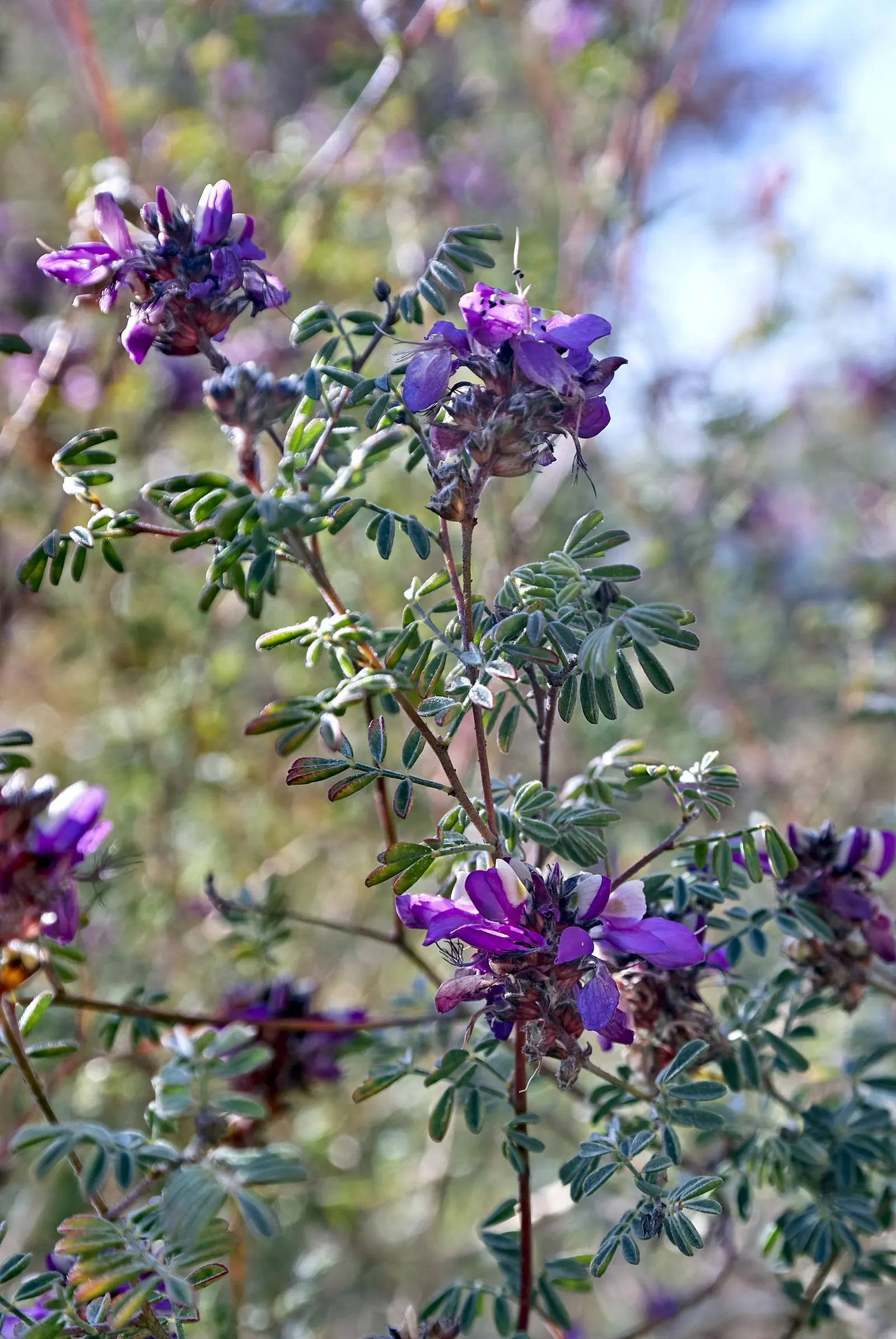 Black Dalea (Dalea Frutescens) — It reaches up to 3 feet in height and width, boasting fine-textured, dark green foliage