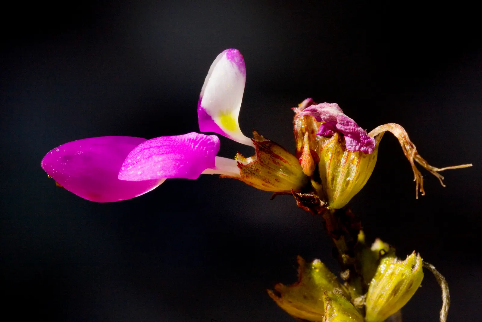Black Dalea (Dalea Frutescens) — or accents in water-wise gardens