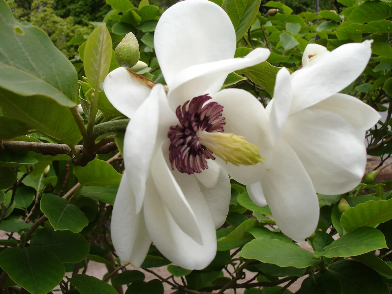 Siebold Magnolia (Magnolia Sieboldii) — an ornamental deciduous shrub