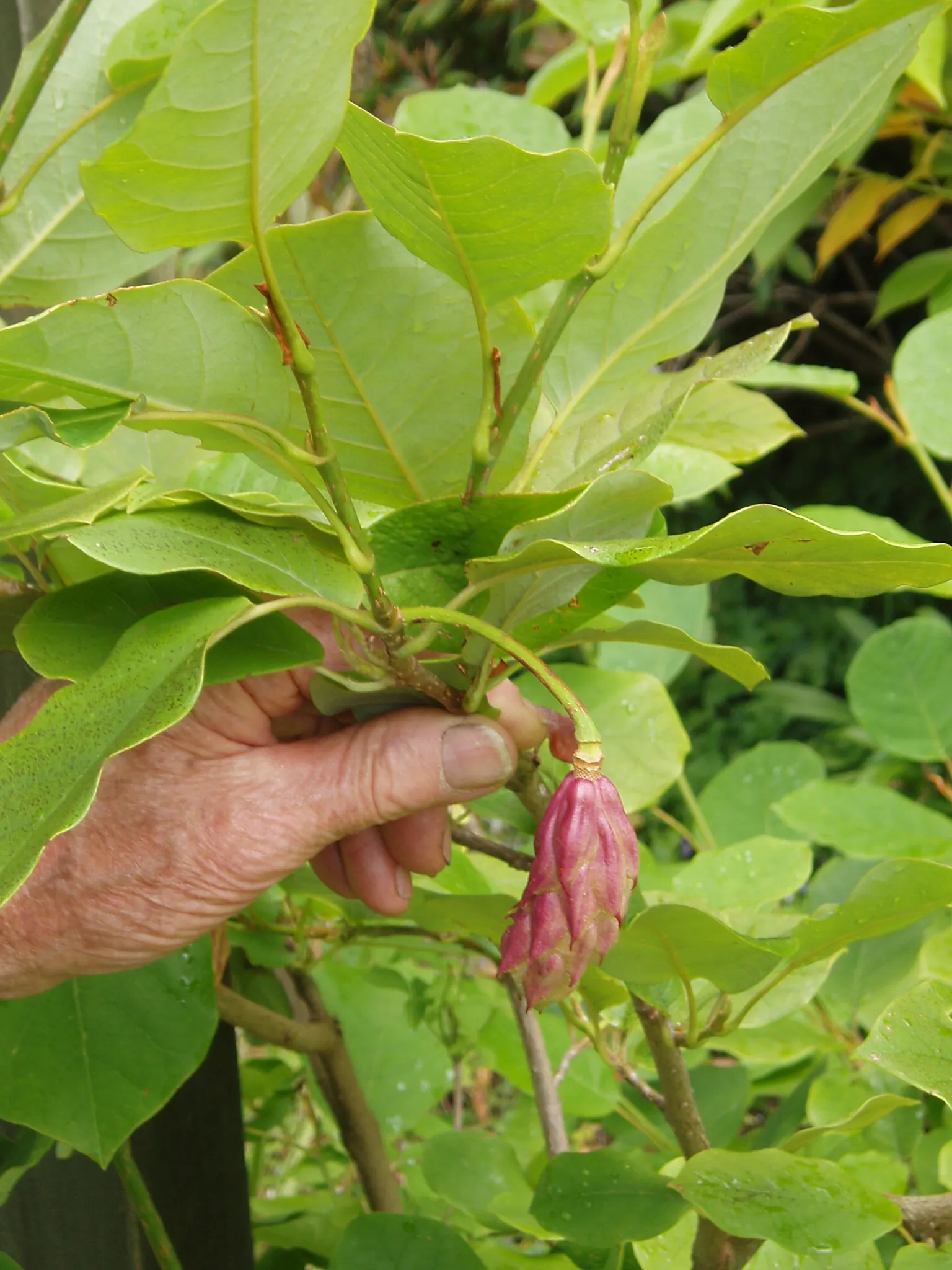 Siebold Magnolia (Magnolia Sieboldii) — The Siebold Magnolia (Magnolia sieboldii)
