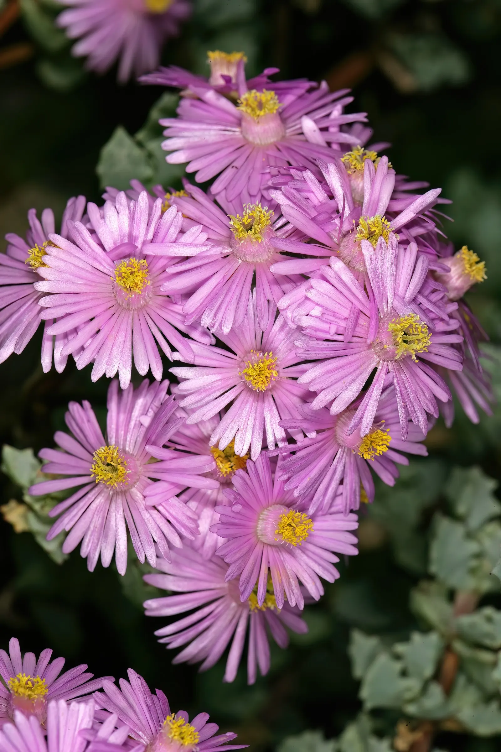Deltoid-Leaved Dew Plant (Oscularia Deltoides) — thriving especially in the warmer climates.<br><br>Characterized by its distinctive