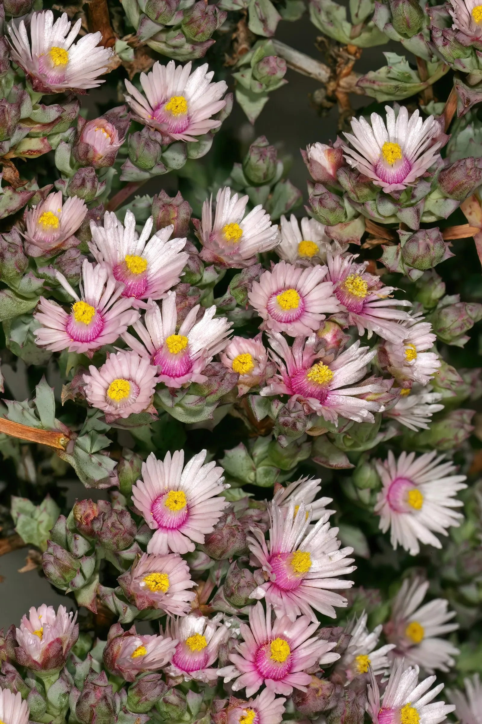 Deltoid-Leaved Dew Plant (Oscularia Deltoides) — This formation allows for efficient water storage