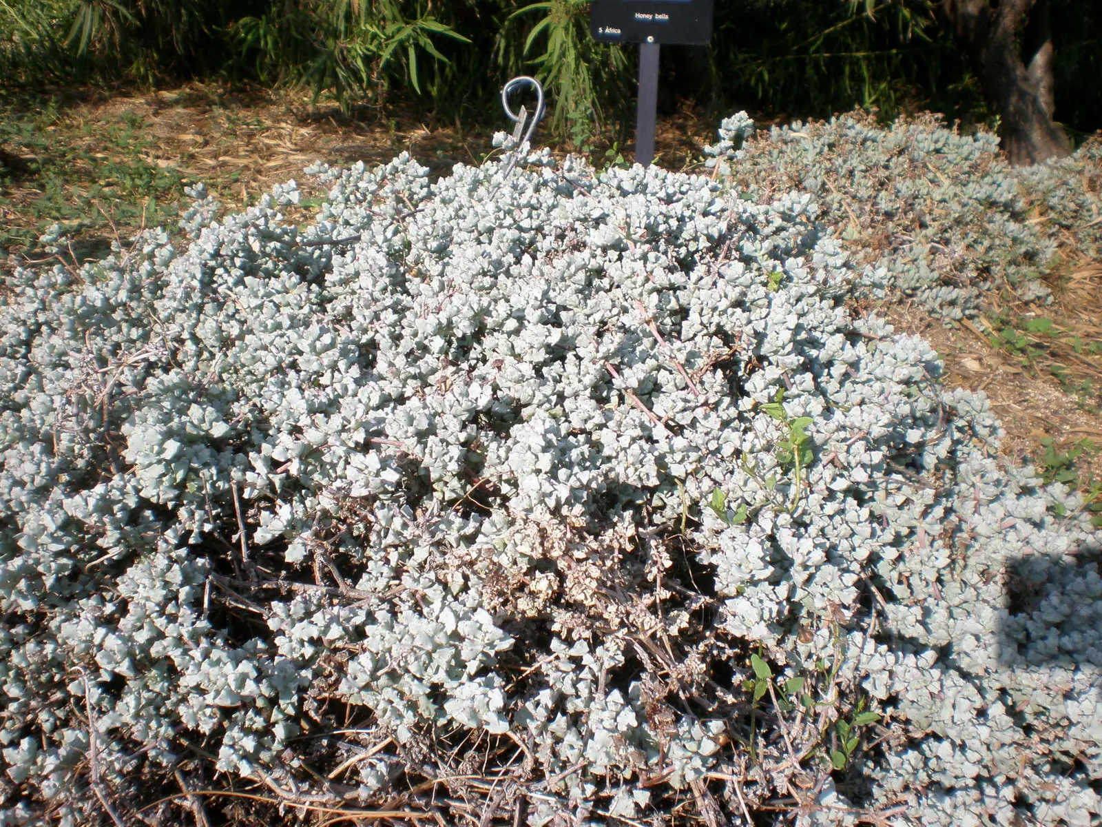 Deltoid-Leaved Dew Plant (Oscularia Deltoides) — thriving especially in the warmer climates.<br><br>Characterized by its distinctive; the fleshy leaves are