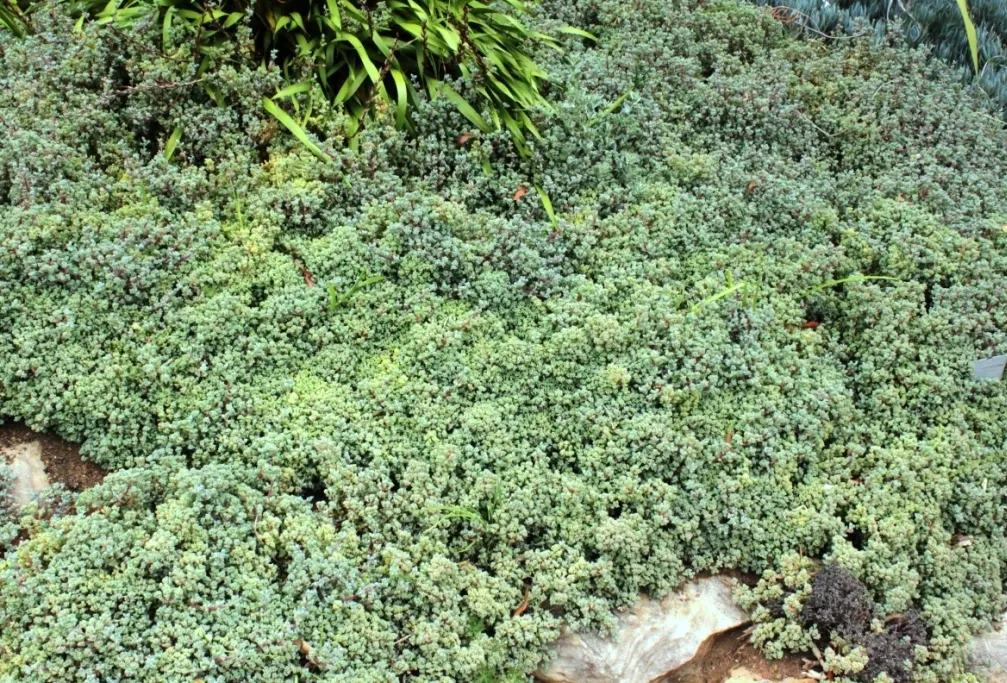 Deltoid-Leaved Dew Plant (Oscularia Deltoides) — Ideal for rock gardens and containers, adding texture and color contrast to landscape designs