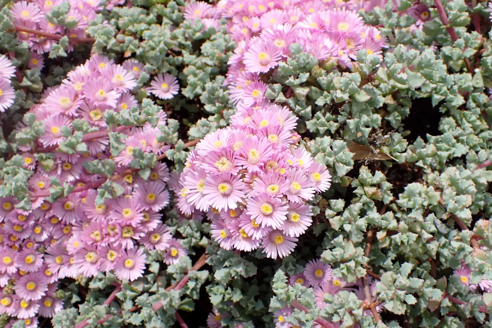 Deltoid-Leaved Dew Plant (Oscularia Deltoides) — Ideal for rock gardens and containers, adding texture and color contrast to landscape designs; this plant
