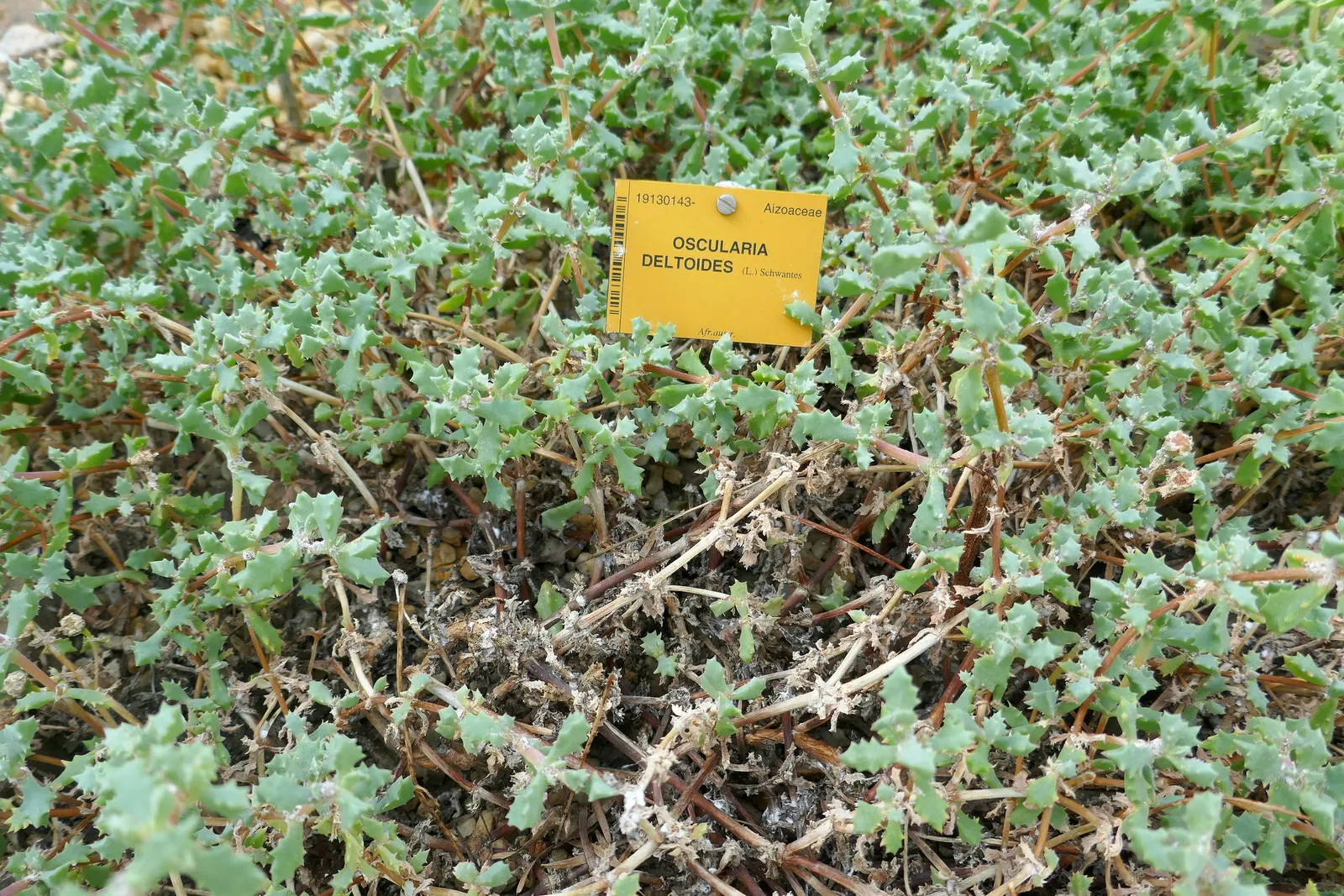 Deltoid-Leaved Dew Plant (Oscularia Deltoides) — and blooms profusely in spring