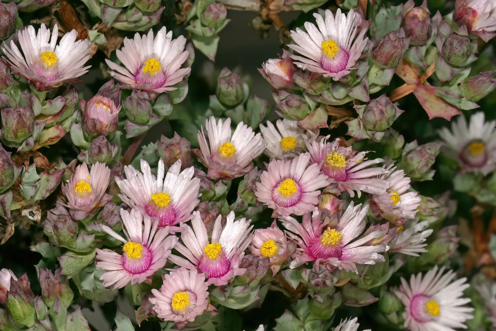 Deltoid-Leaved Dew Plant (Oscularia Deltoides) — succulent for full or half