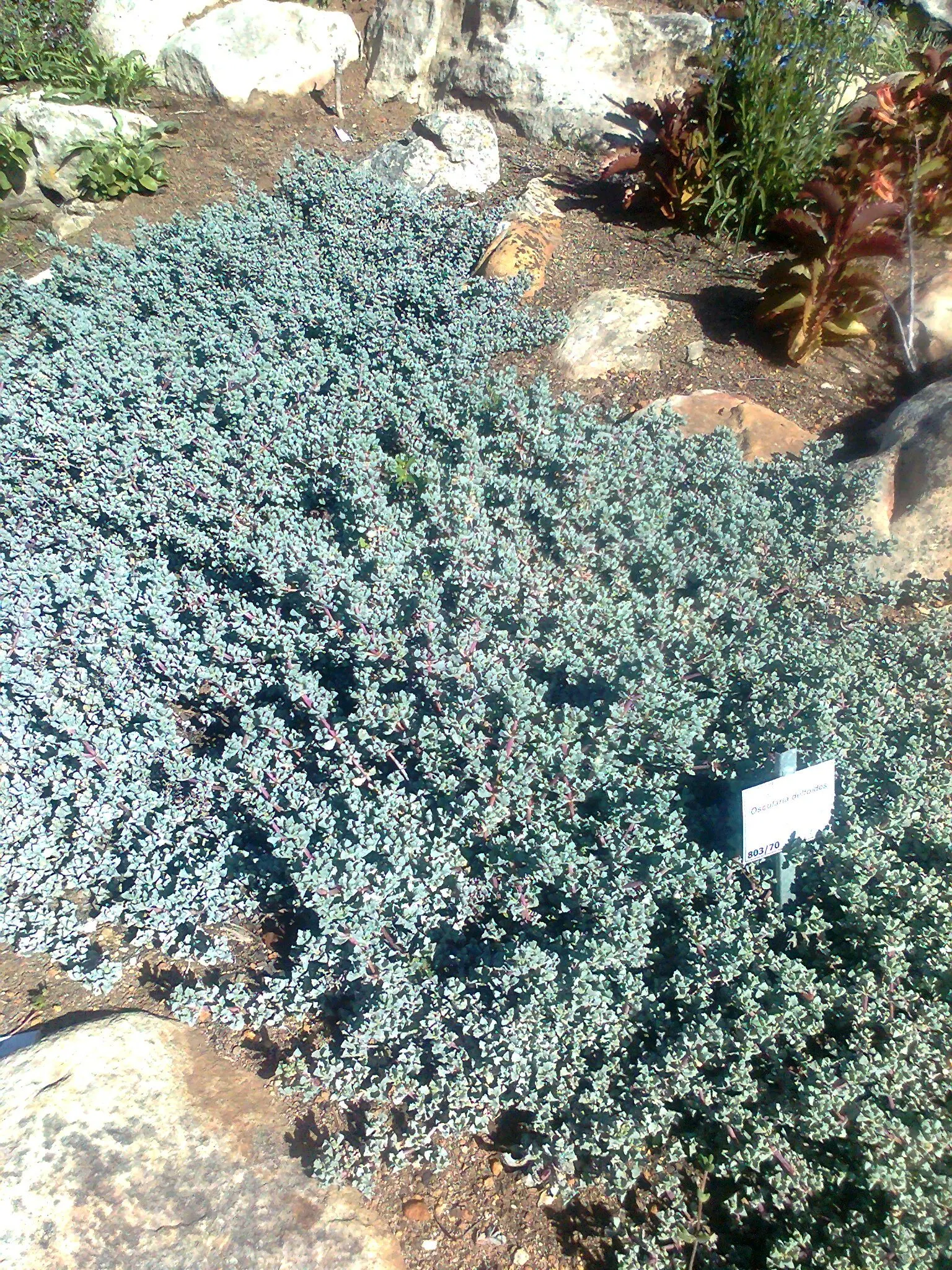 Deltoid-Leaved Dew Plant (Oscularia Deltoides) — this drought-tolerant perennial is well-suited for USDA hardiness zones 9 to 11; ideal for rock gardens and