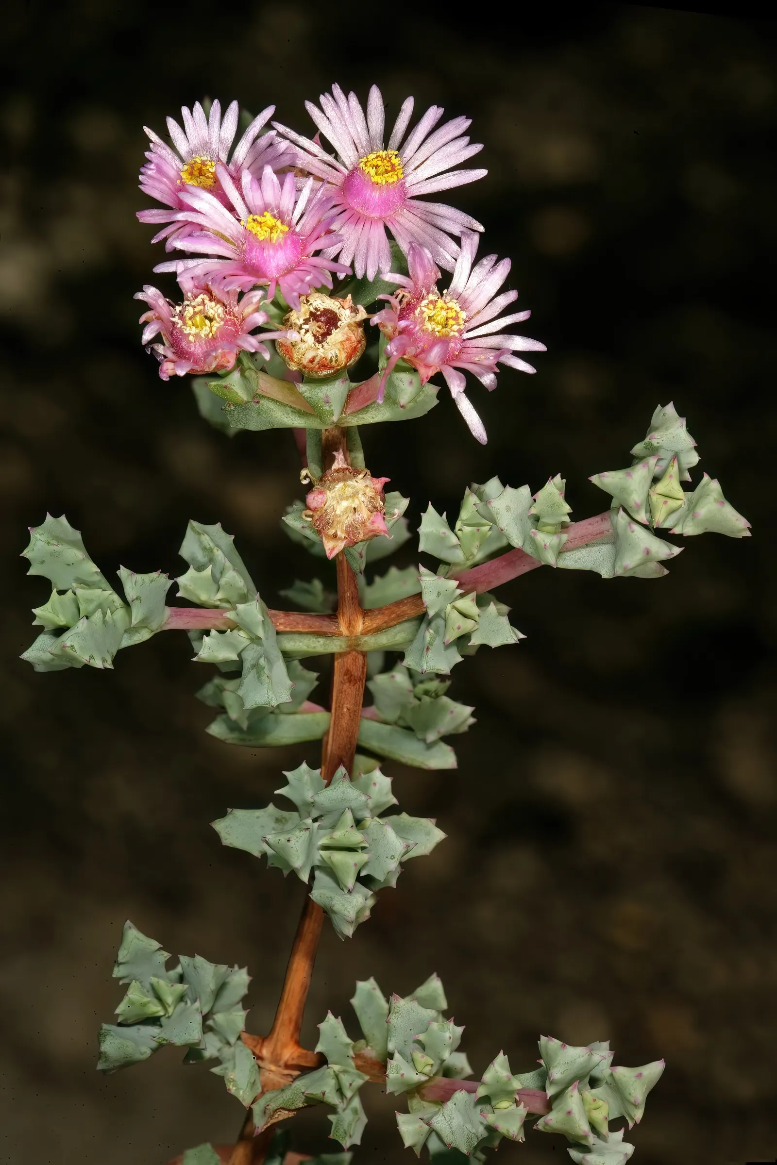 Deltoid-Leaved Dew Plant (Oscularia Deltoides) — The fleshy leaves are about 0.5 to 1.5 inches in length and adopt a deltoid or triangular shape