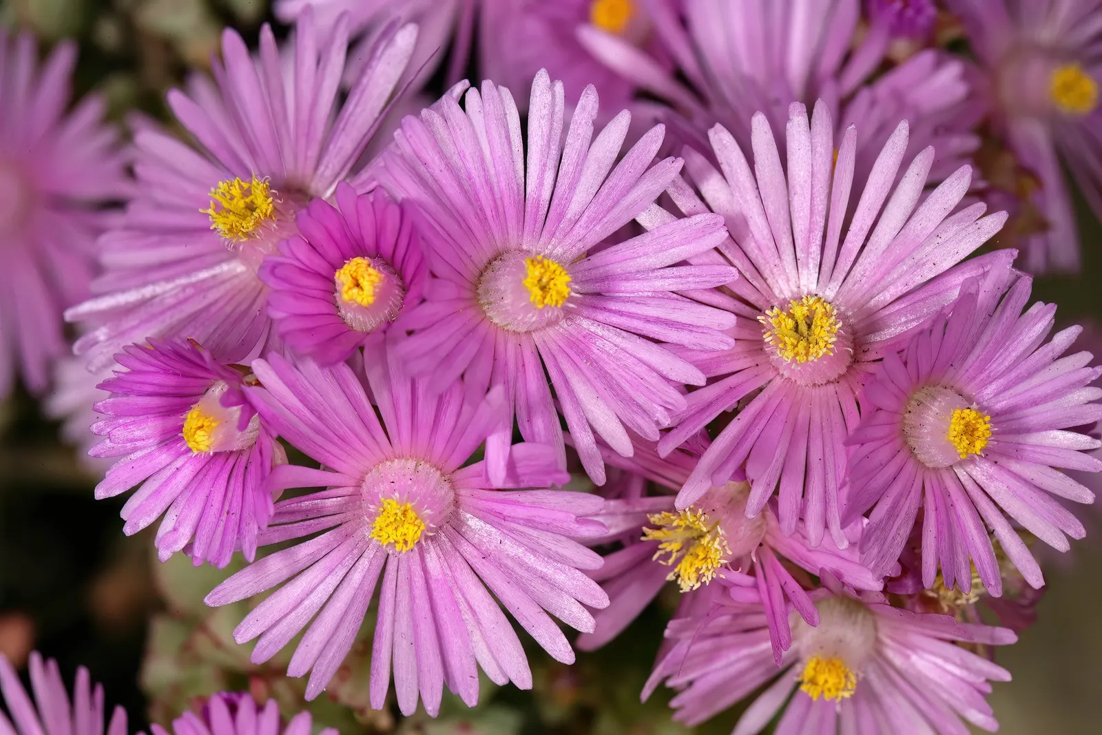 Deltoid-Leaved Dew Plant (Oscularia Deltoides) — is an engaging succulent that adds texture and a splash of color to any landscape design; it requires
