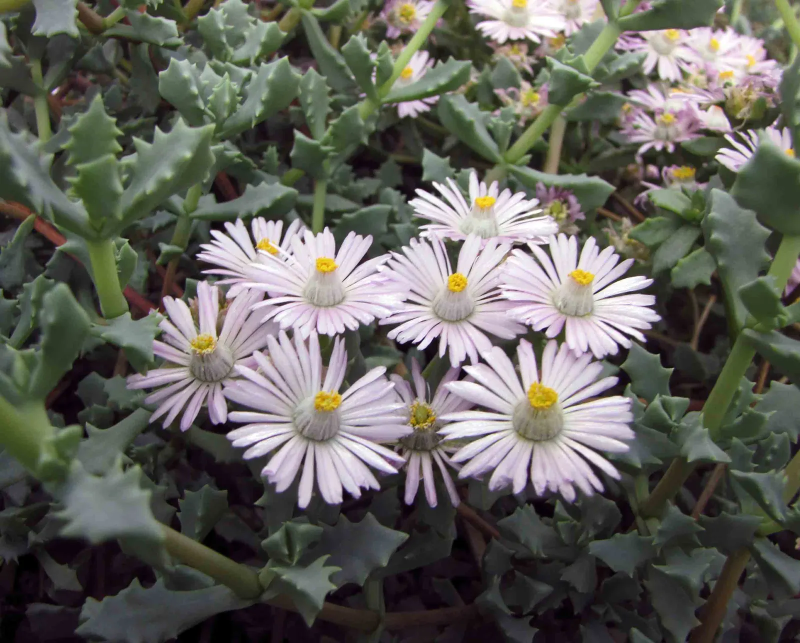 Deltoid-Leaved Dew Plant (Oscularia Deltoides) — the Deltoid-leaved Dew Plant is a fantastic addition to any garden design