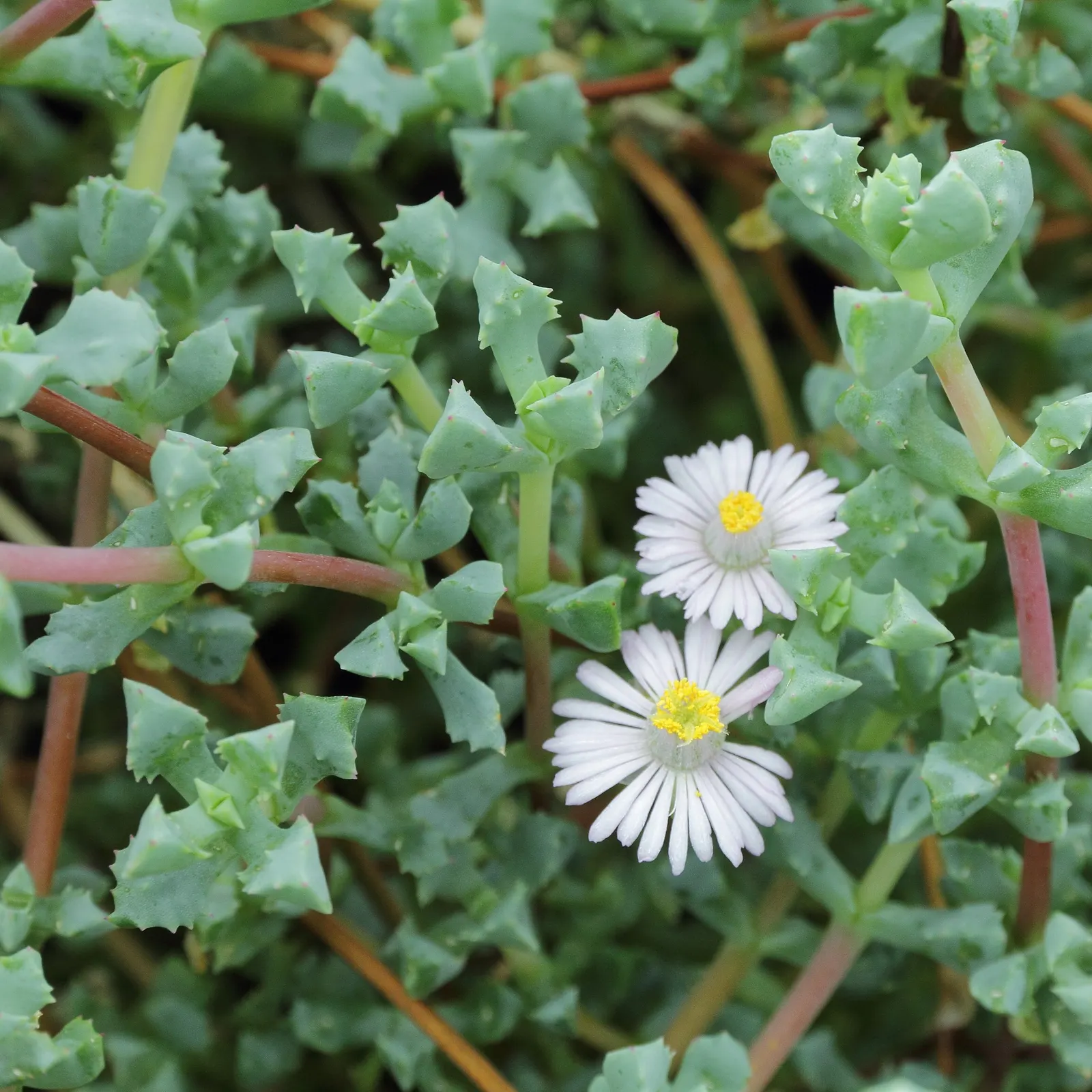 Deltoid-Leaved Dew Plant (Oscularia Deltoides) — Hailing from South Africa; succulent with lavender and pink blooms