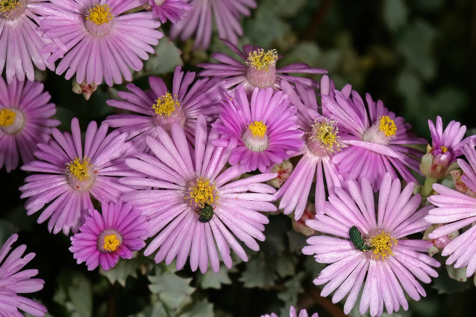 Deltoid-Leaved Dew Plant (Oscularia Deltoides) — It thrives in full sun to partial shade in well-draining soil