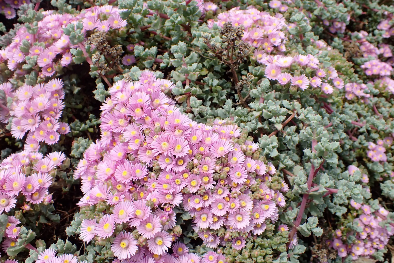 Deltoid-Leaved Dew Plant (Oscularia Deltoides) — succulent with lavender and pink blooms