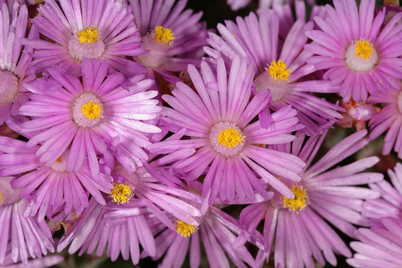 Deltoid-Leaved Dew Plant (Oscularia Deltoides) — this plant typically achieves a height of 12 to 18 inches with a comparable spread; succulent for full or half