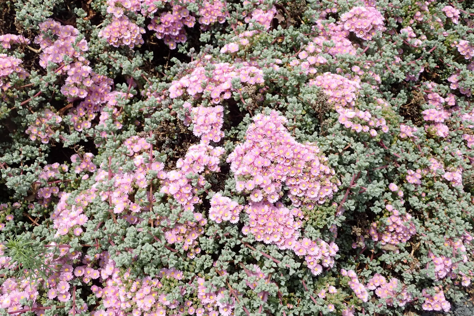 Deltoid-Leaved Dew Plant (Oscularia Deltoides) — is an engaging succulent that adds texture and a splash of color to any landscape design