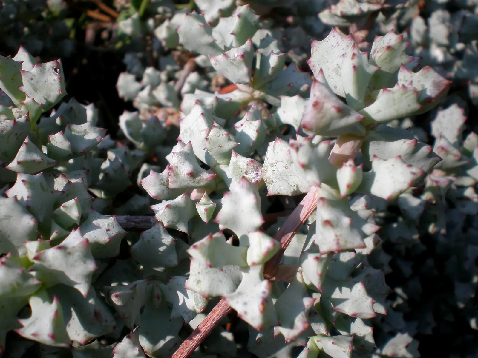 Deltoid-Leaved Dew Plant (Oscularia Deltoides) — making the dew plant a low-maintenance choice for water-wise gardens.<br><br>In late spring to early summer