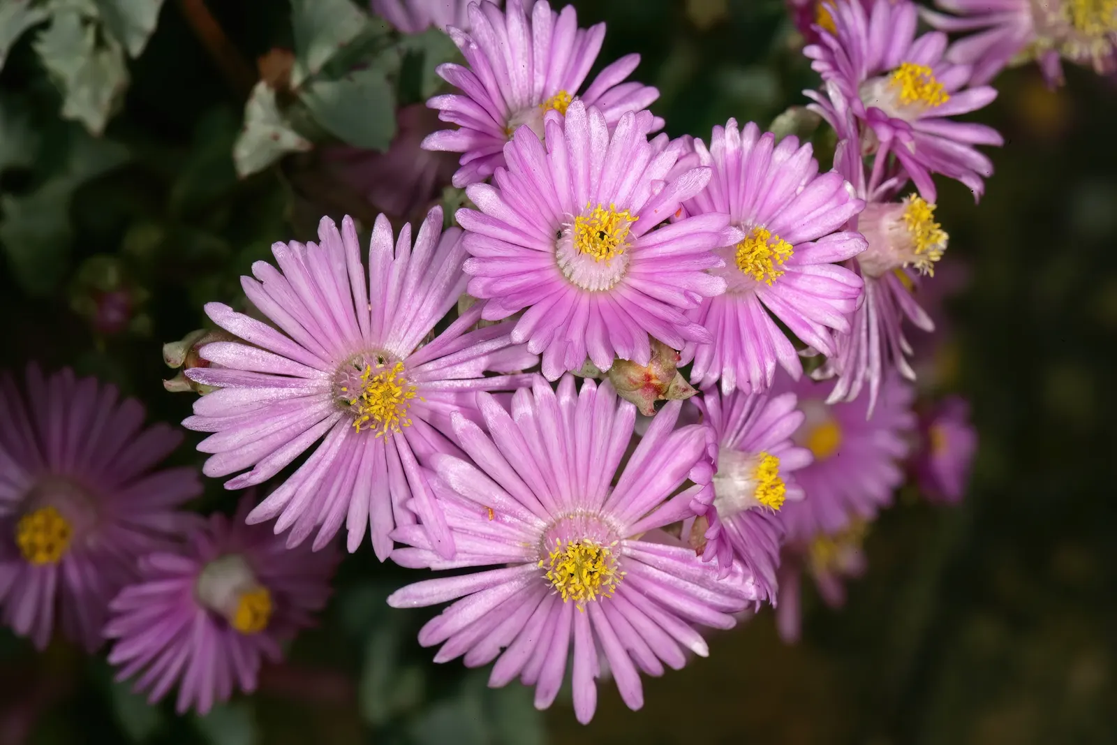 Deltoid-Leaved Dew Plant (Oscularia Deltoides) — It thrives in full sun to partial shade in well-draining soil, image 32